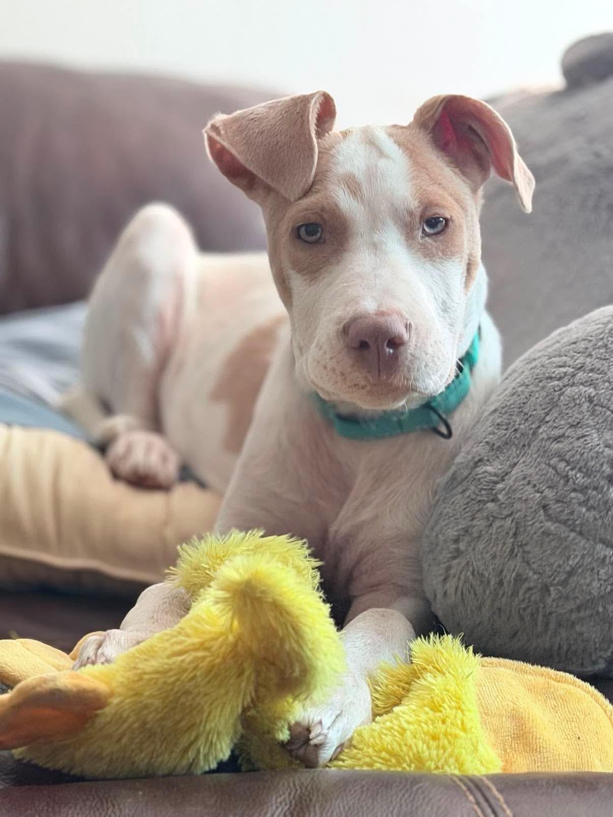Enlarge Juju, a ADOPTABLE Mixed Breed in Highland, NY image 5/6