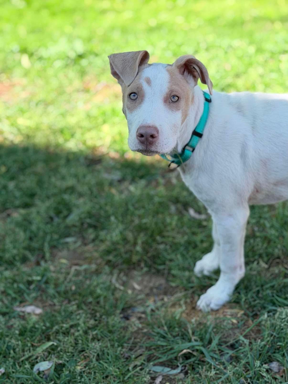 Enlarge Juju, a ADOPTABLE Mixed Breed in Highland, NY image 4/6