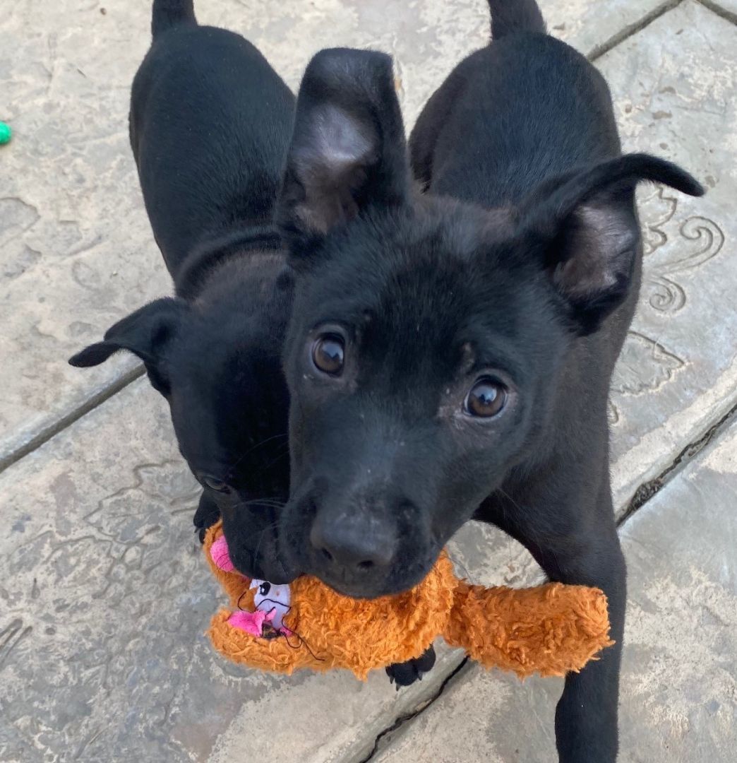 Enlarge Tramp, a Adoptable mixed breed in Merced, CA image 5/6