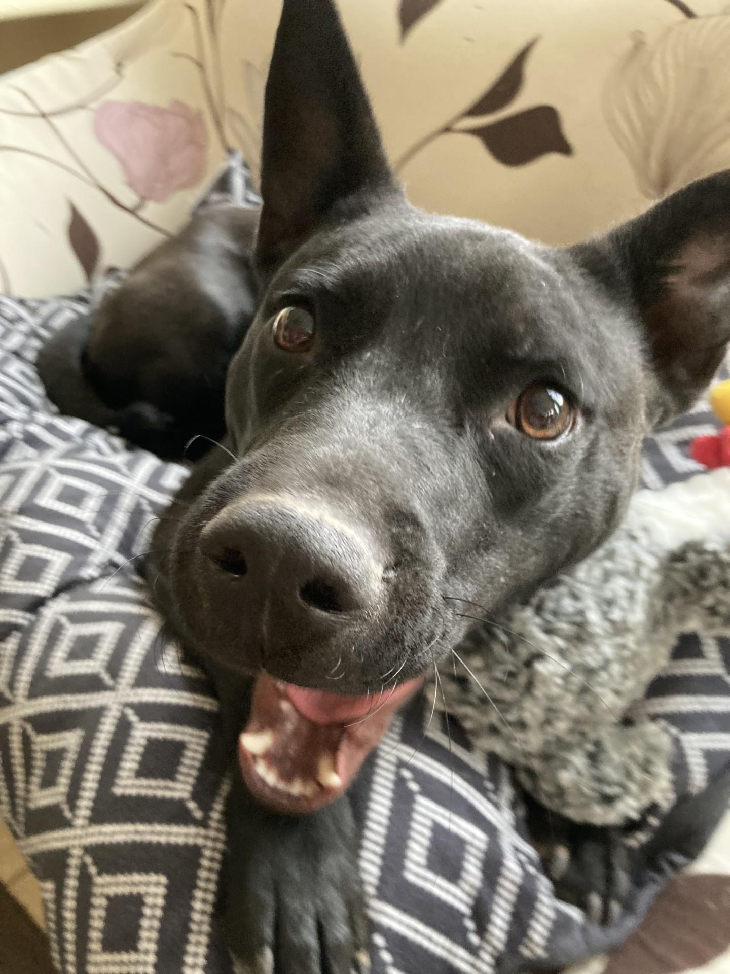 Enlarge Tramp, a Adoptable mixed breed in Merced, CA image 1/6