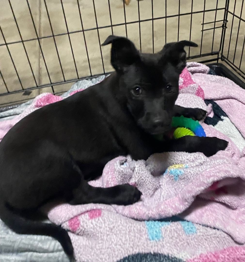 Enlarge Tramp, a Adoptable mixed breed in Merced, CA image 4/6