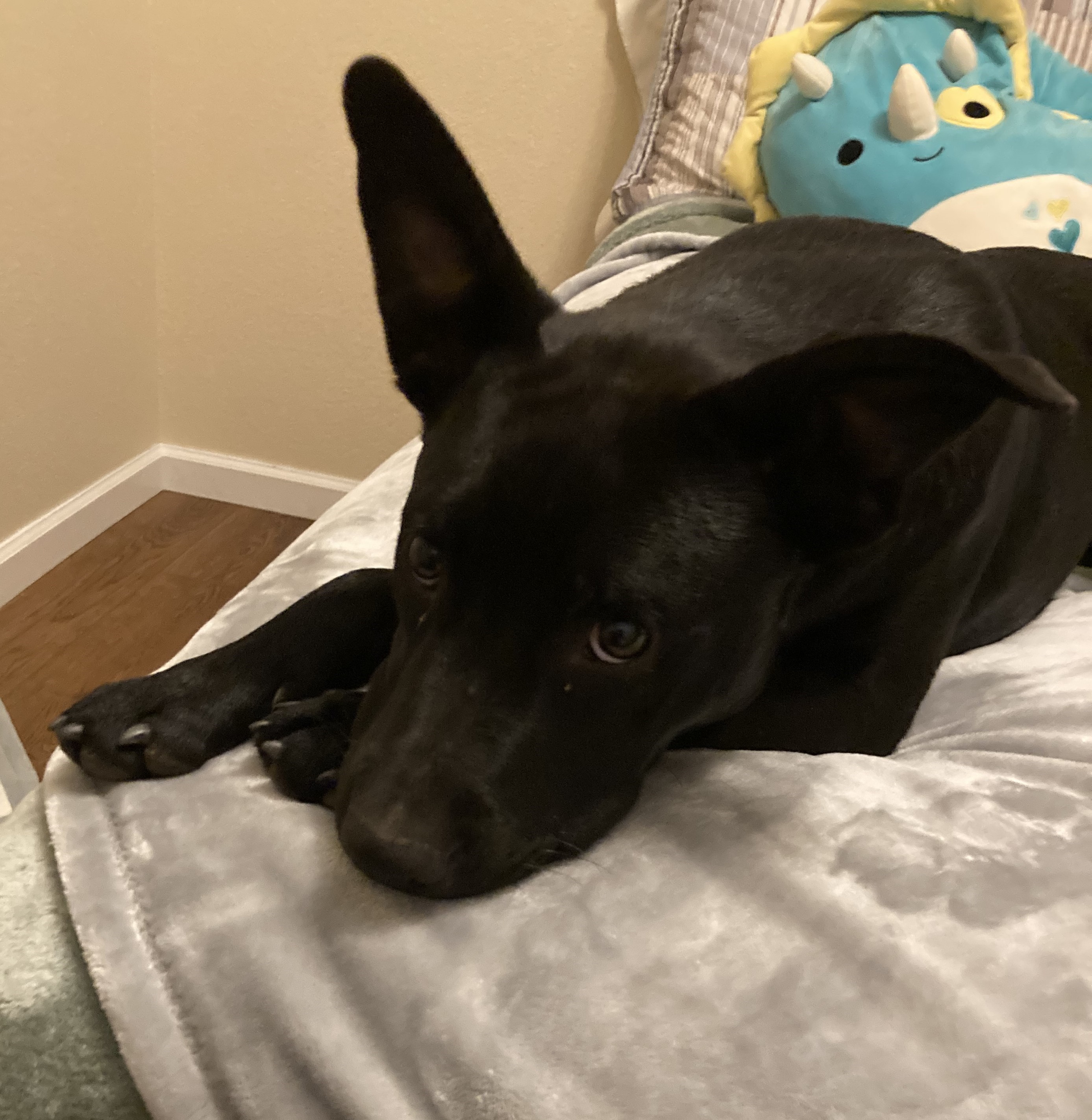 Enlarge Tramp, a Adoptable mixed breed in Merced, CA image 2/6