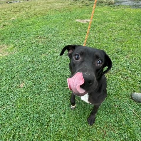 Trip, a Adoptable mixed breed in Edgewood, MD image 2/4