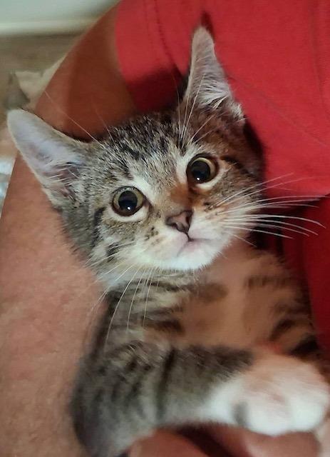 Brioche, ADOPTABLE, Young Male Domestic Short Hair.