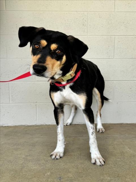 Enlarge SKETTI MONSTER, a Adoptable mixed breed in Cookeville, TN image 1/1