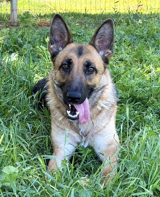 LENA, Adoptable, Young Female German Shepherd Dog.