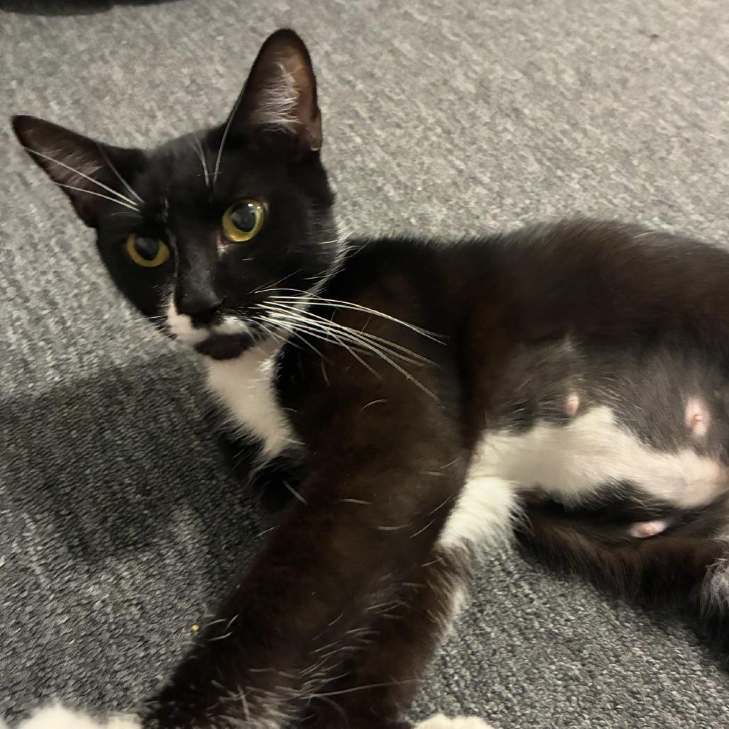 GiGi, Adoptable, Adult Female Domestic Short Hair.