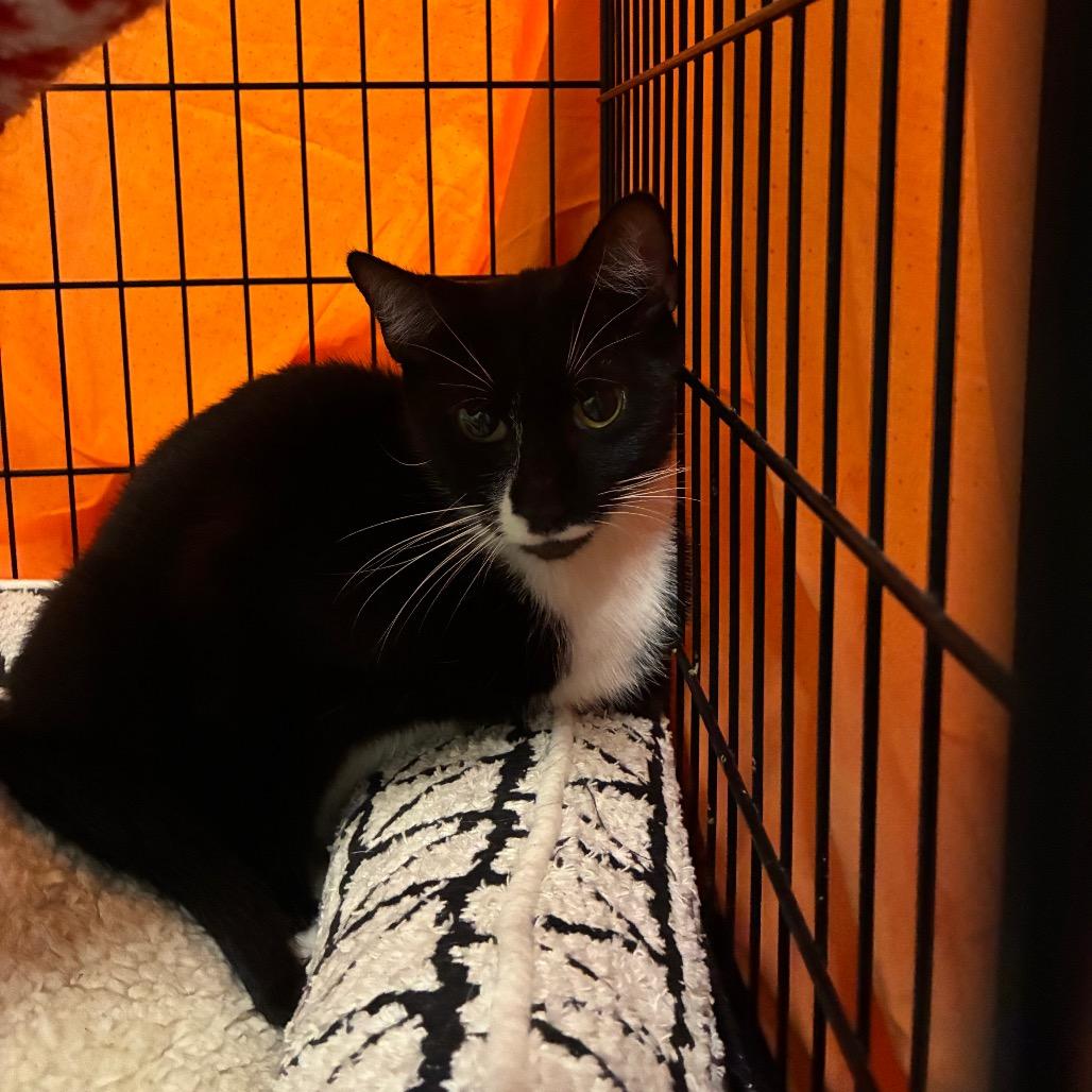 Enlarge GiGi, a Adoptable Domestic Short Hair in Huntington, WV image 2/5