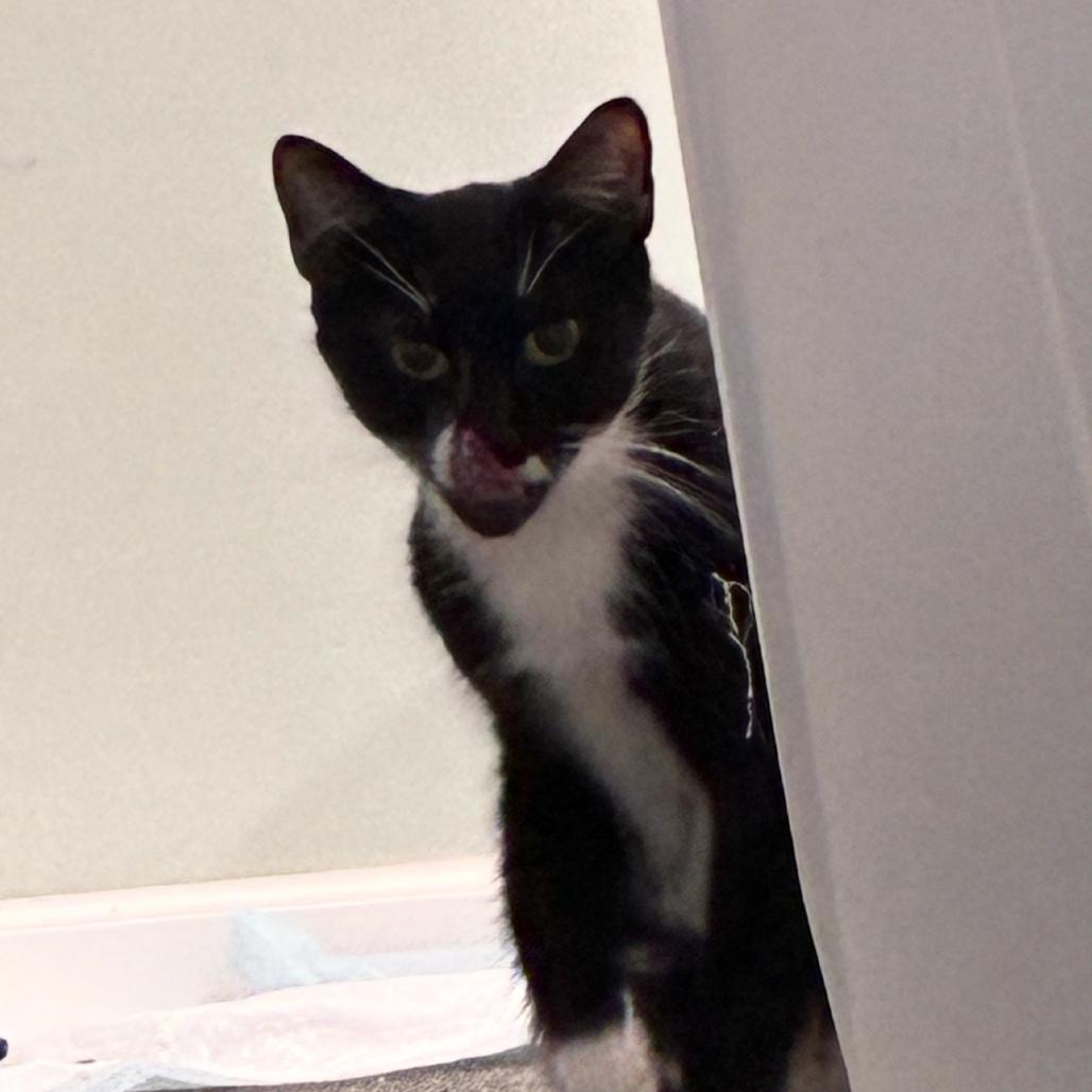 Enlarge GiGi, a Adoptable Domestic Short Hair in Huntington, WV image 4/5