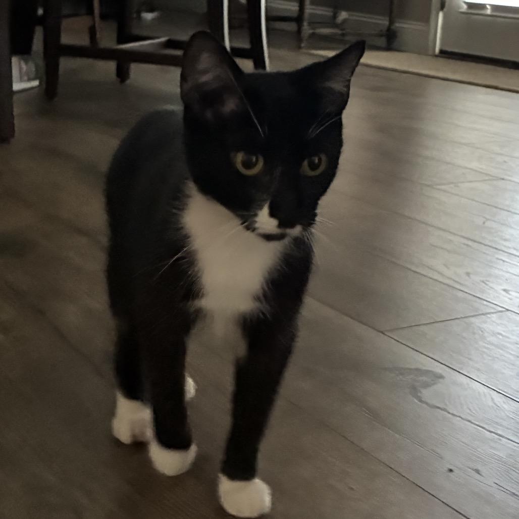 Enlarge GiGi, a Adoptable Domestic Short Hair in Huntington, WV image 5/5