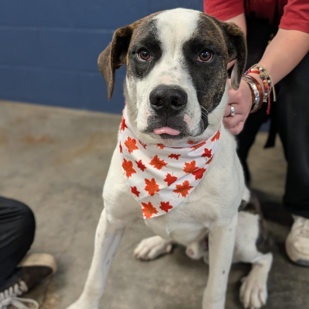 Ham, Adoptable, Adult Male Mixed Breed.