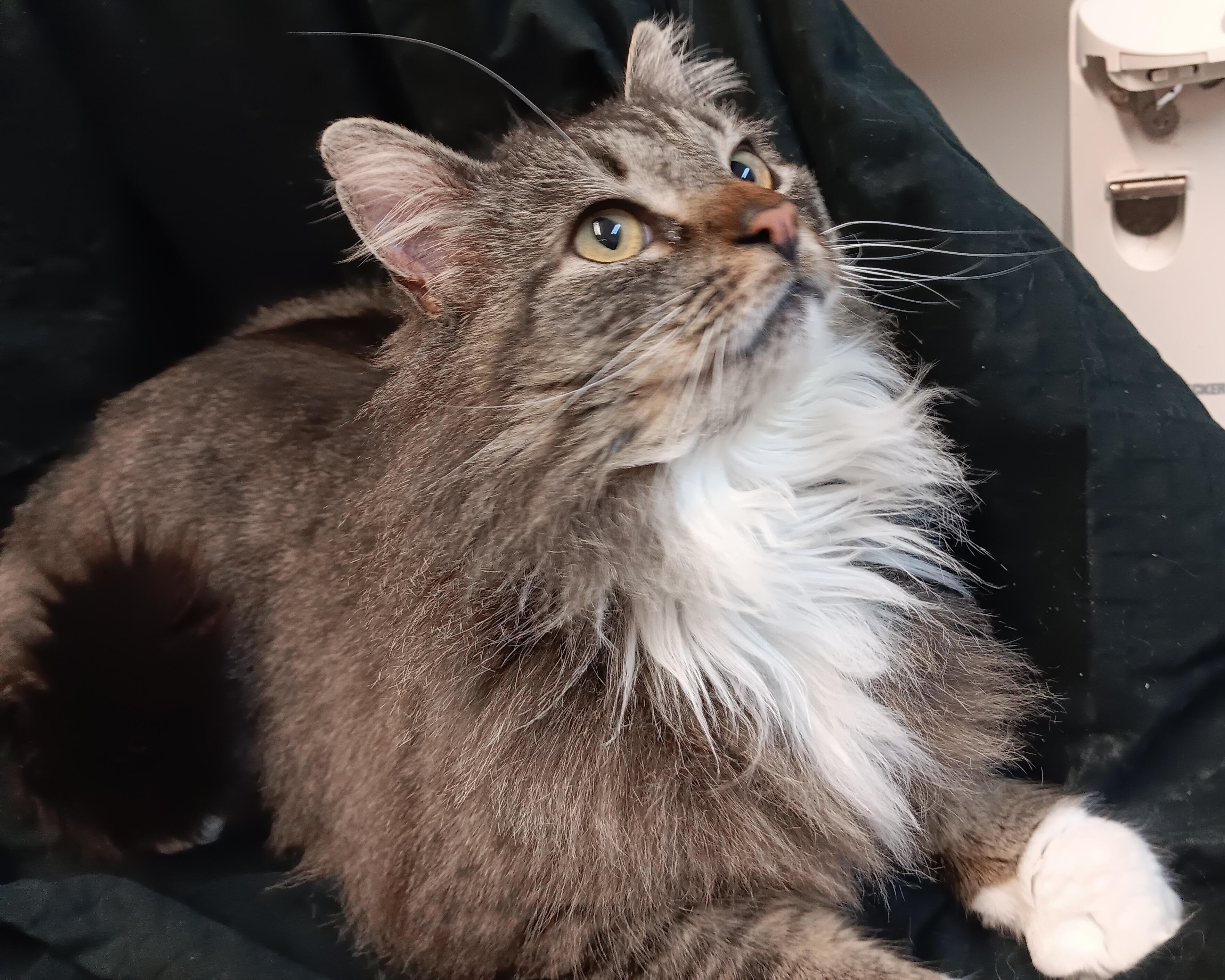 Harry, adopted, Adult Male Maine Coon & Norwegian Forest Cat.