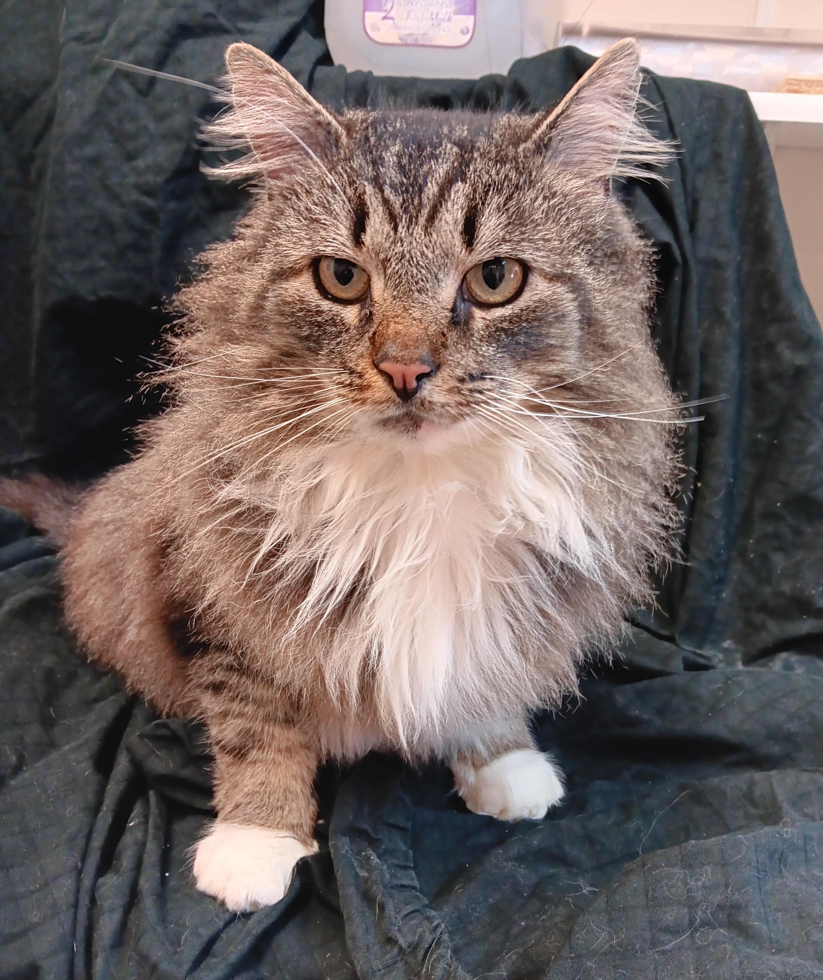 Enlarge Harry, an adopted mixed breed in North East, MD image 4/4