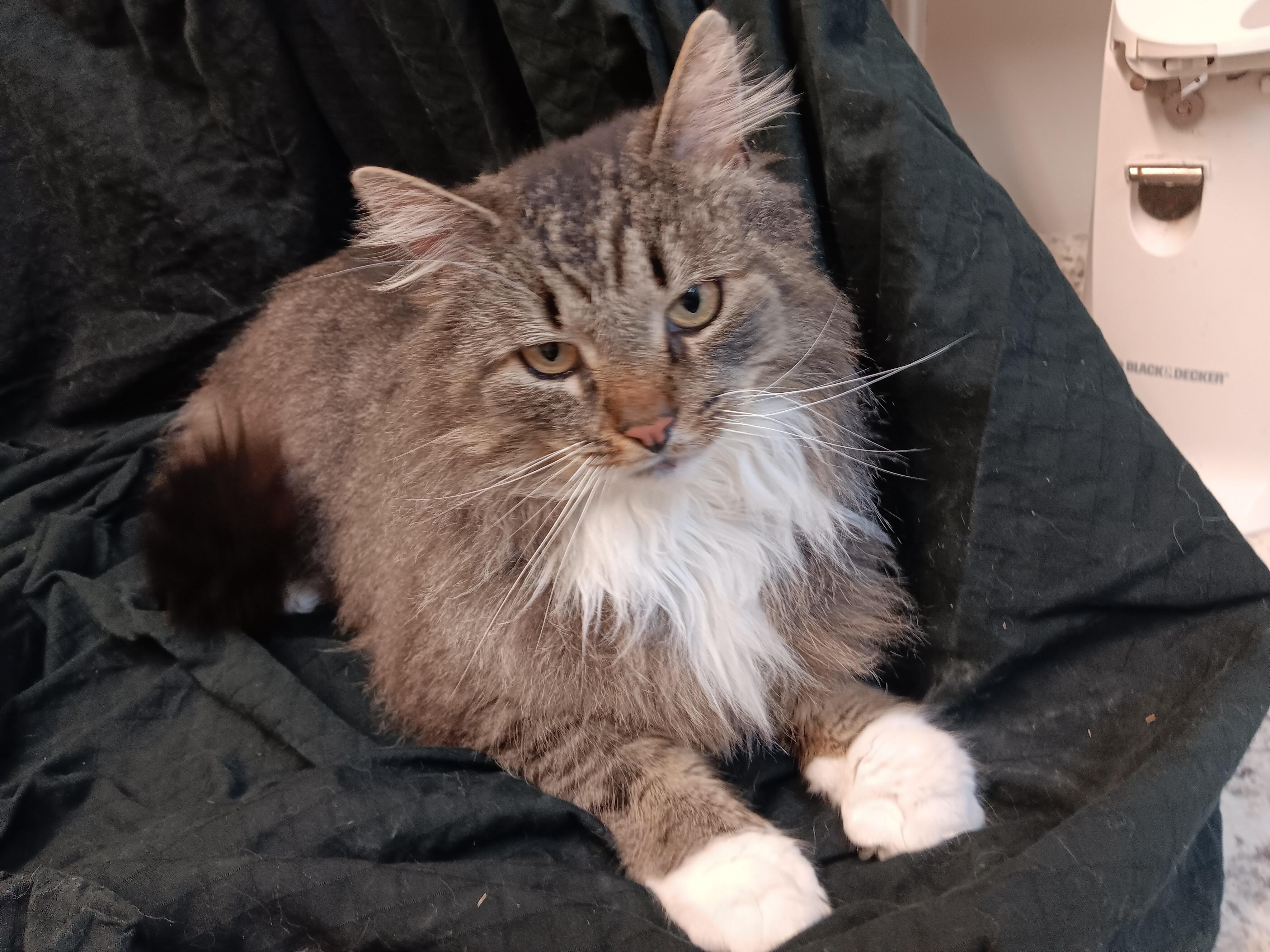 Enlarge Harry, an adopted mixed breed in North East, MD image 3/4