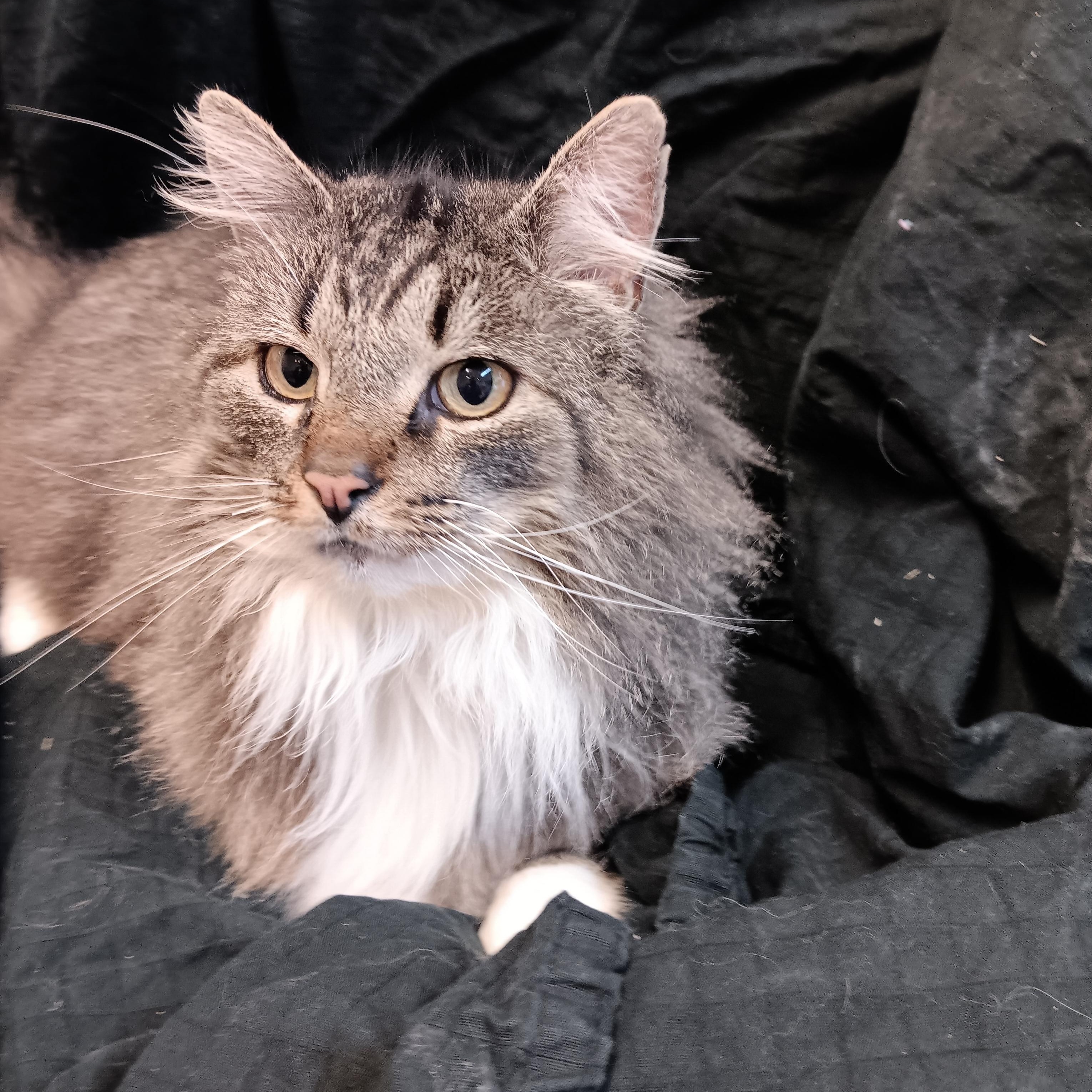 Enlarge Harry, an adopted mixed breed in North East, MD image 2/4