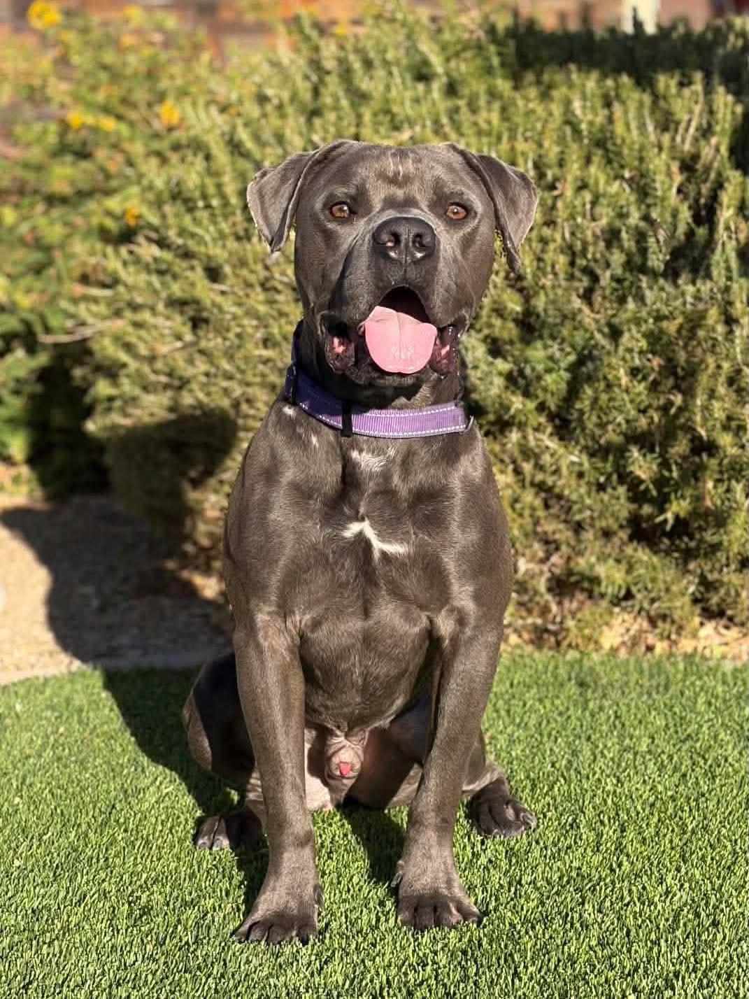 Brady, Adoptable, Young Male Pit Bull Terrier.