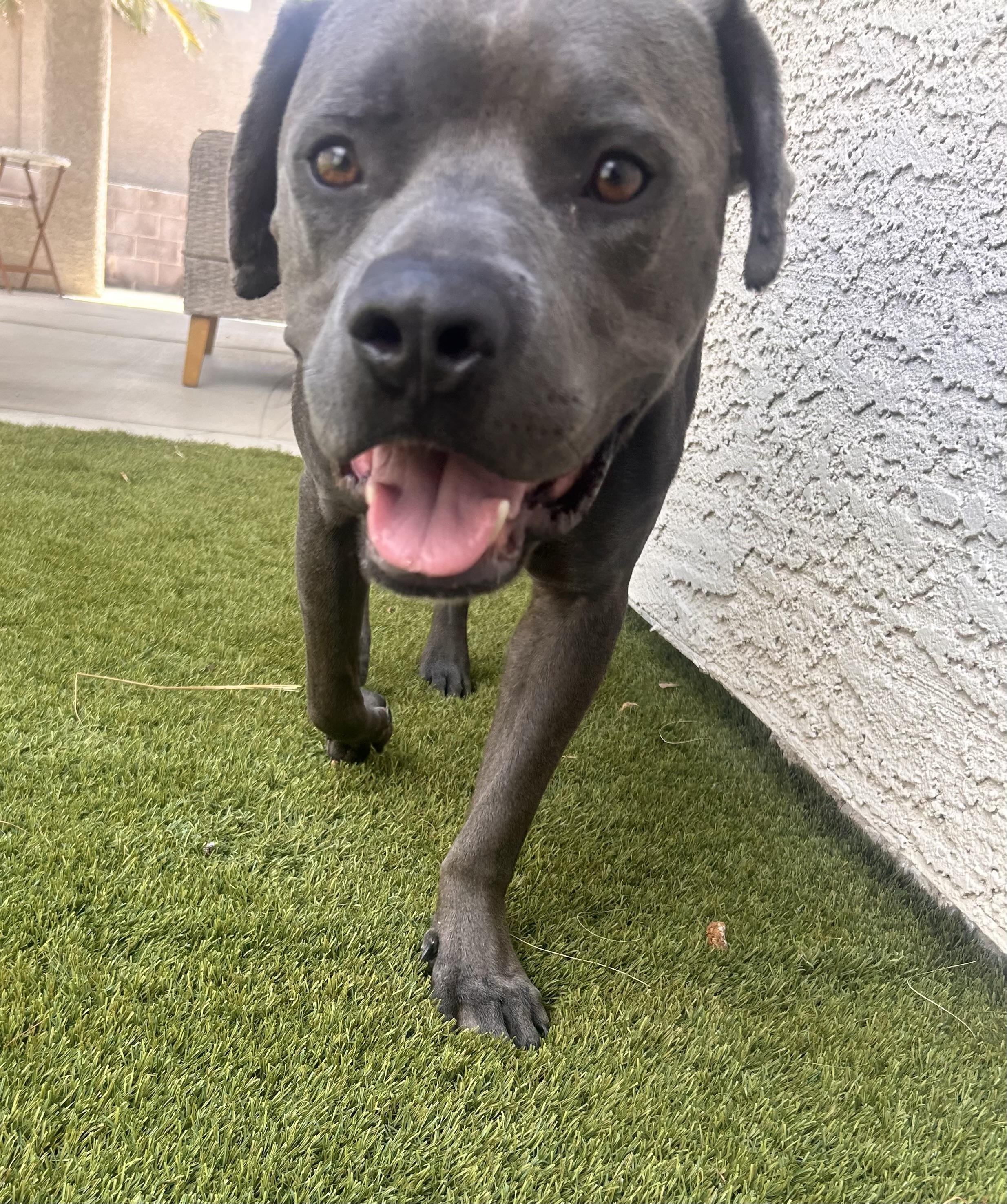 Enlarge Brady, a Adoptable Pit Bull Terrier in Las Vegas, NV image 3/6