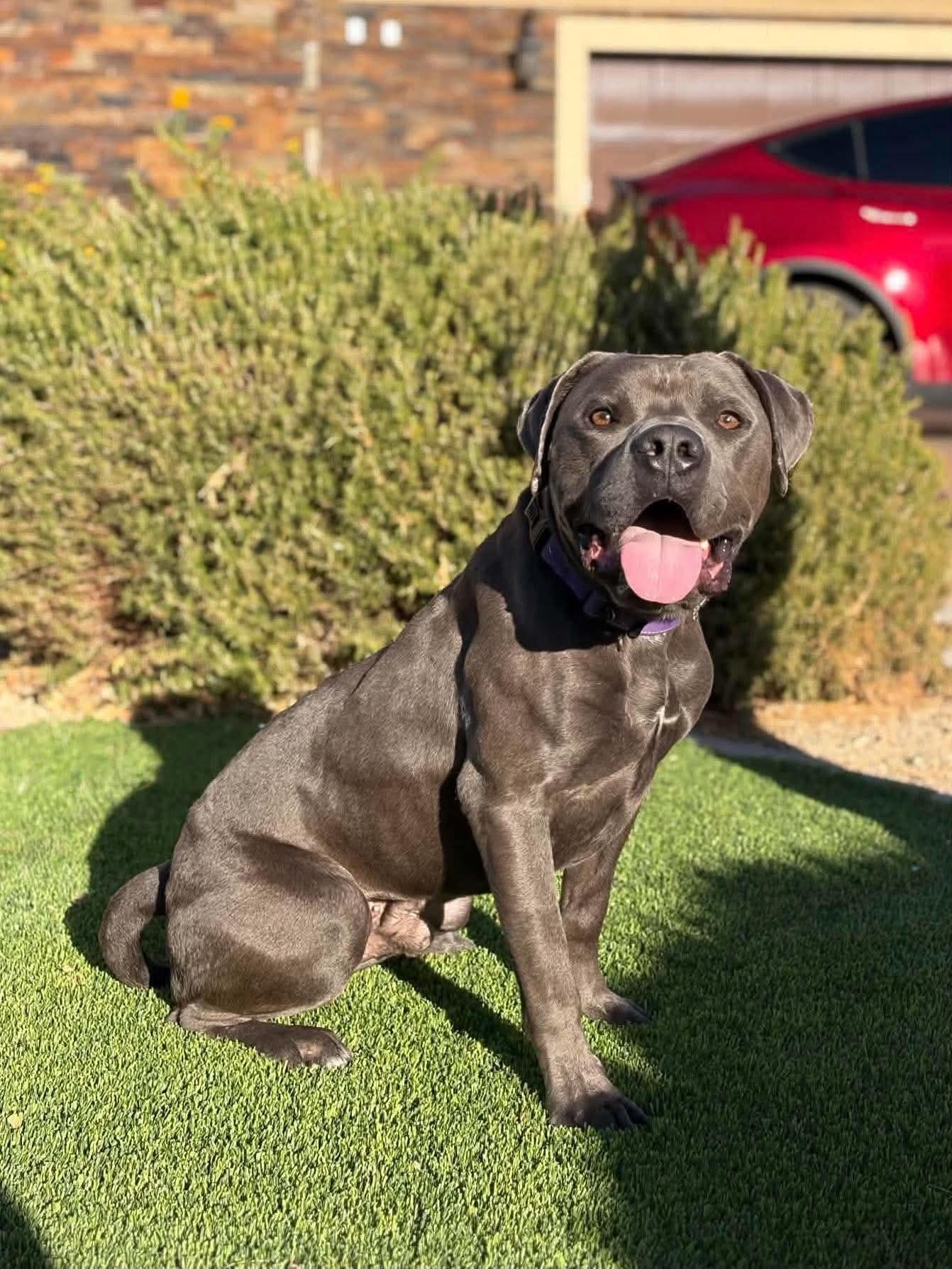 Enlarge Brady, a Adoptable Pit Bull Terrier in Las Vegas, NV image 6/6