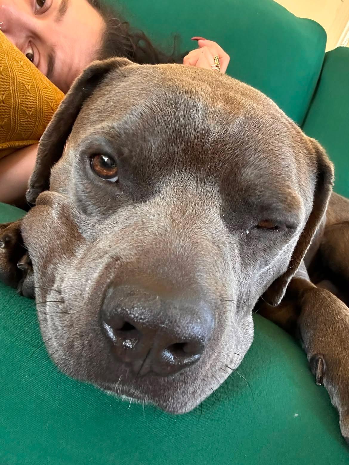 Enlarge Brady, a Adoptable Pit Bull Terrier in Las Vegas, NV image 2/6