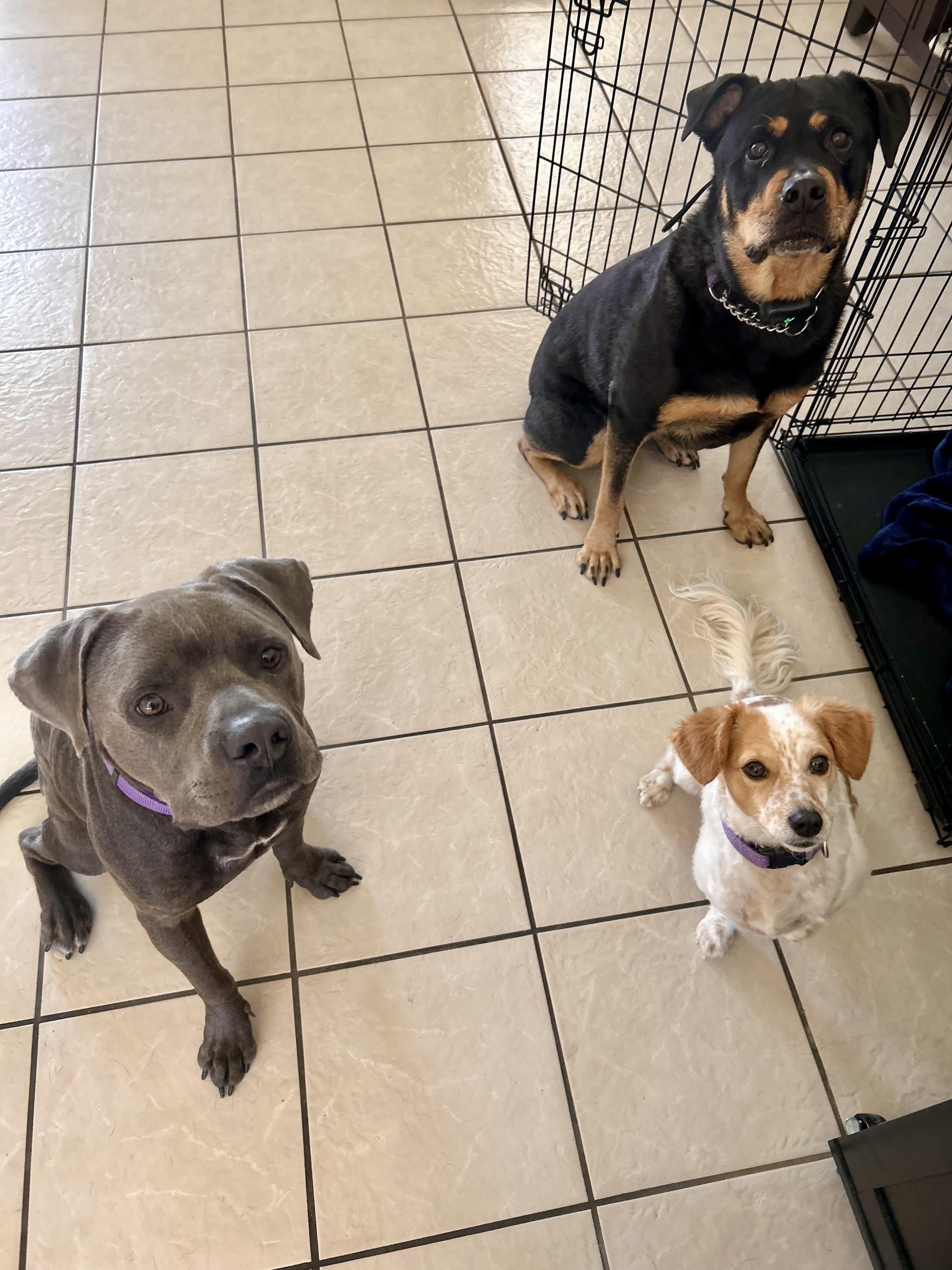 Enlarge Brady, a Adoptable Pit Bull Terrier in Las Vegas, NV image 4/6