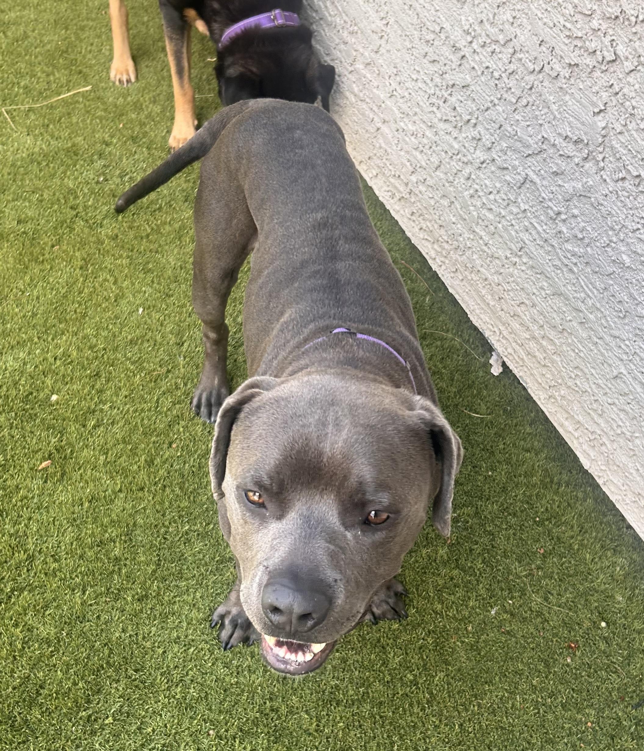 Enlarge Brady, a Adoptable Pit Bull Terrier in Las Vegas, NV image 5/6