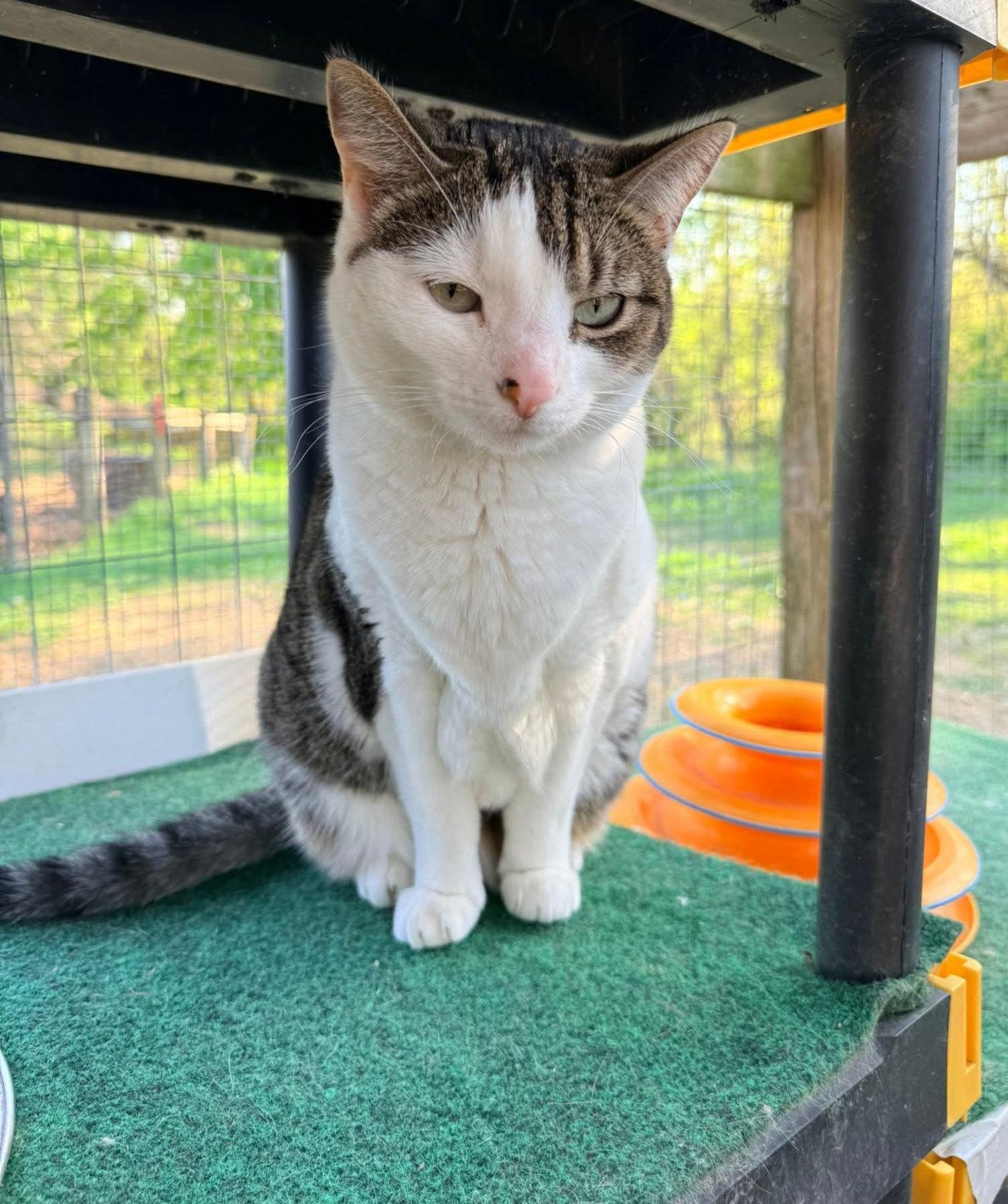 Philly, a Adoptable Domestic Short Hair in Coatesville, PA image 1/3