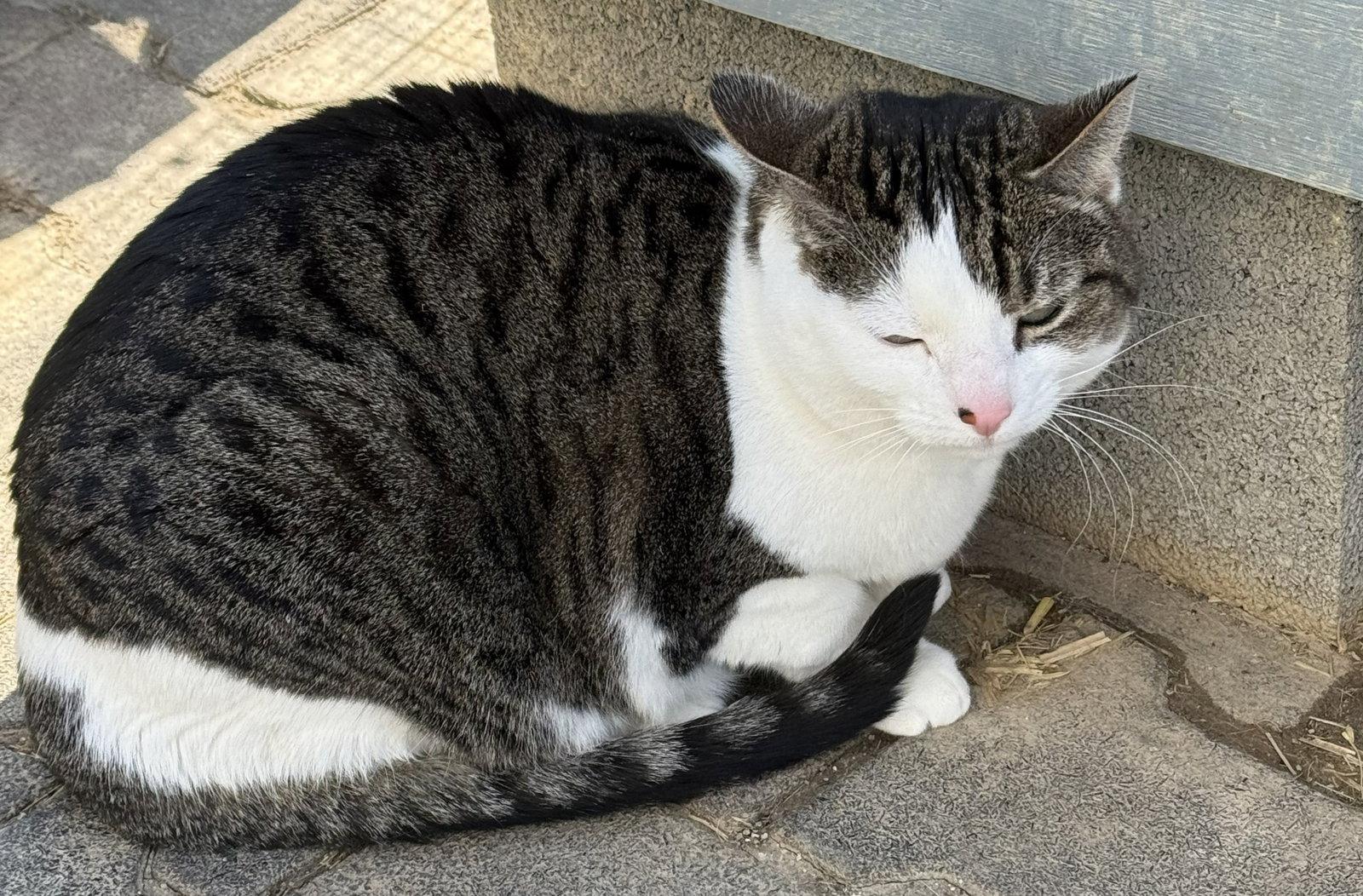 Philly, a Adoptable Domestic Short Hair in Coatesville, PA image 2/3