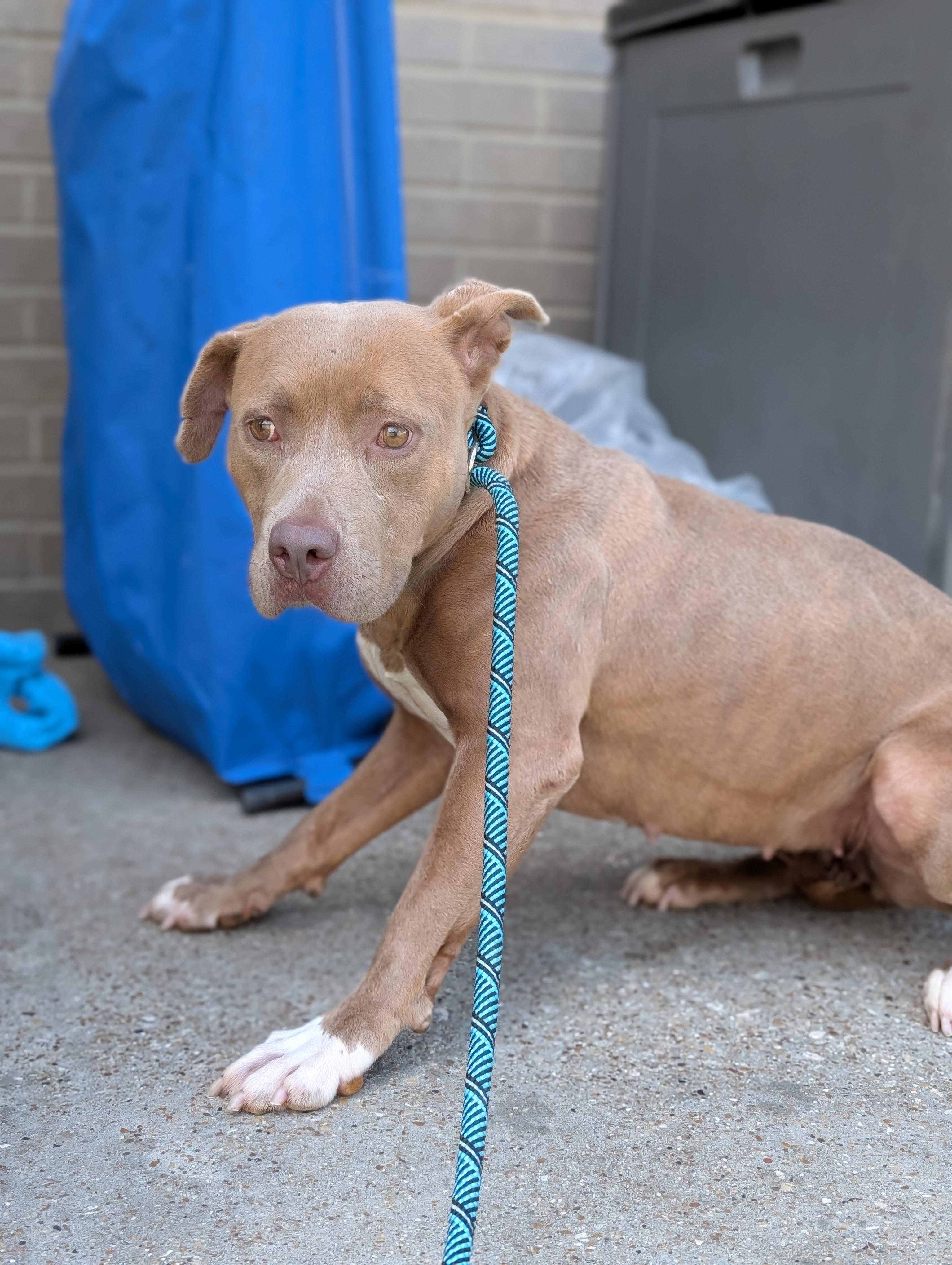 Flower **Courtesy Post. Out of town pet. See below for details**