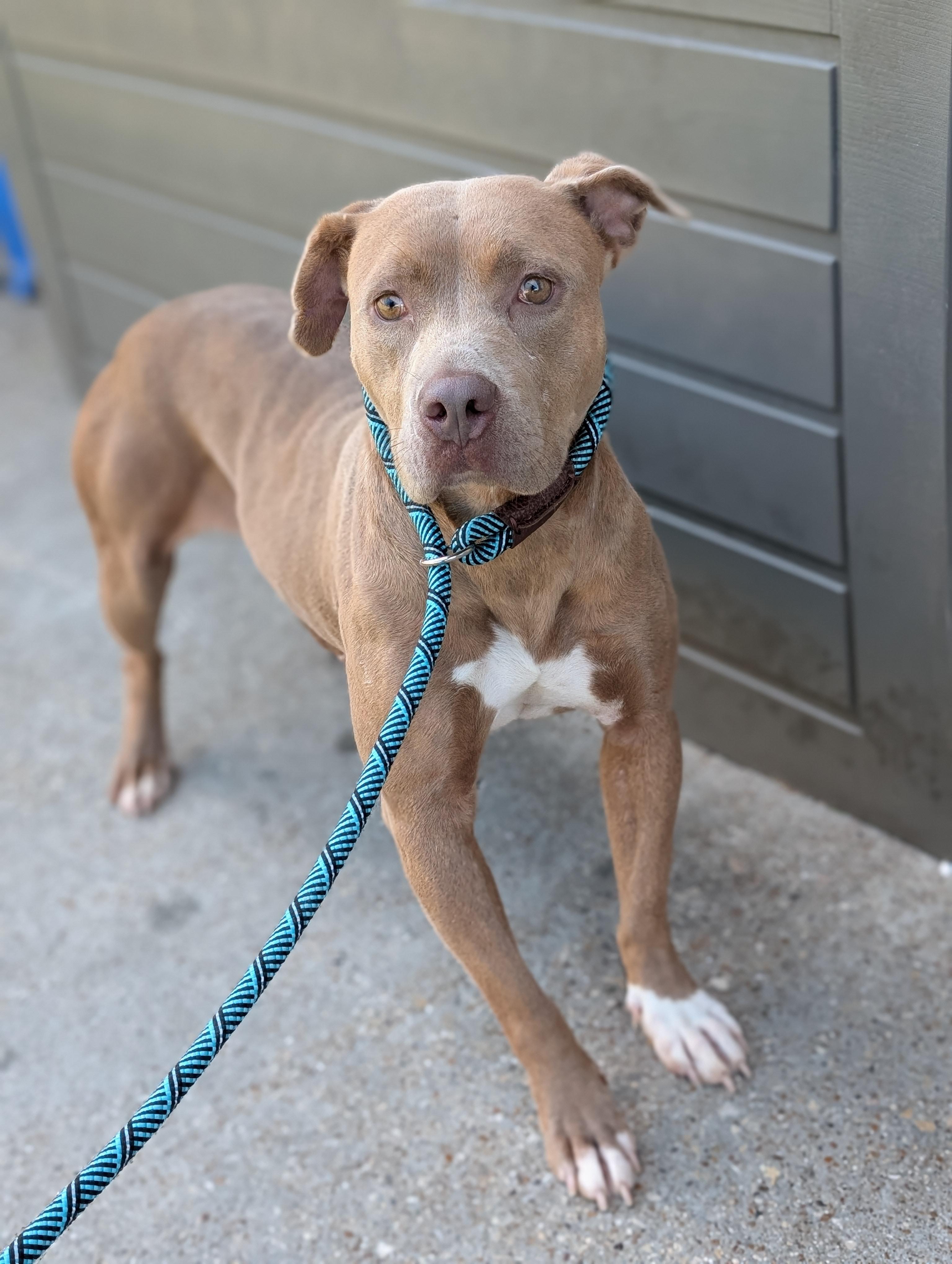 Flower **Courtesy Post. Out of town pet. See below for details**