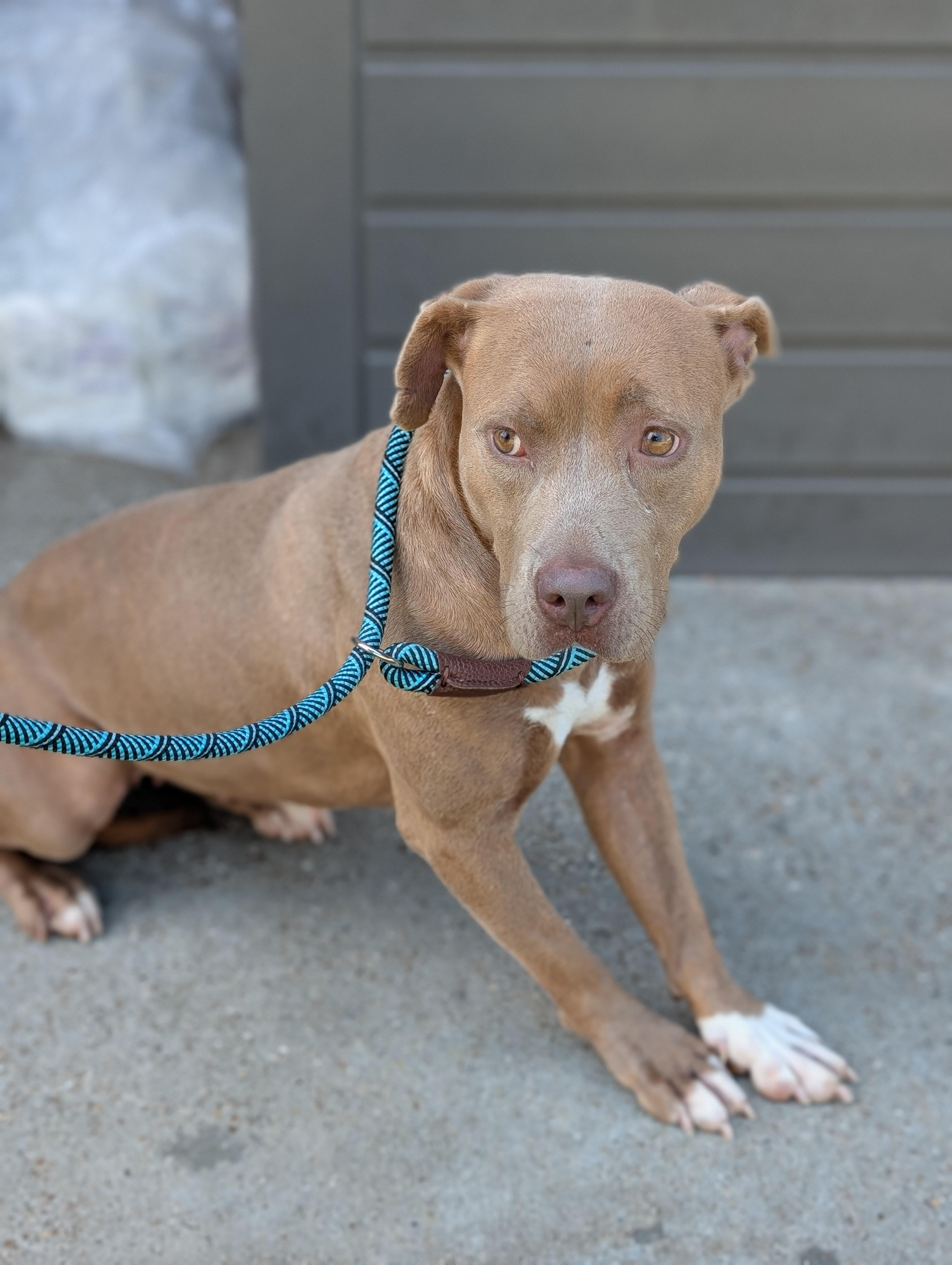 Flower **Courtesy Post. Out of town pet. See below for details**