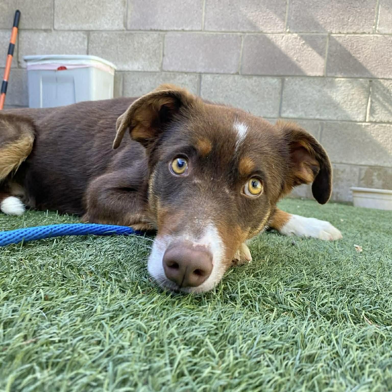 Scout, ADOPTABLE, Young Male Australian Shepherd & Border Collie.