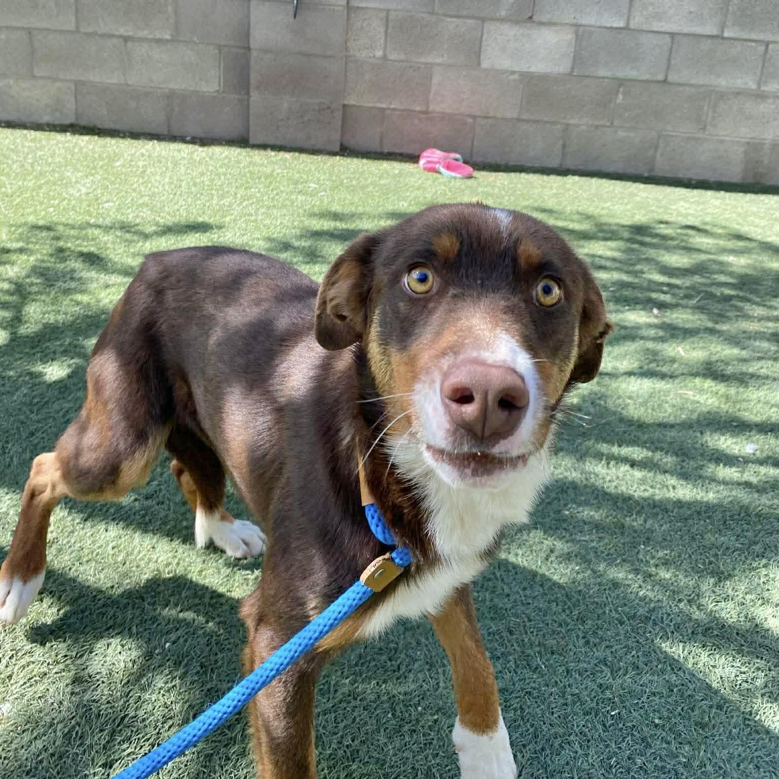 Scout, a ADOPTABLE mixed breed in Boulder, CO image 2/5