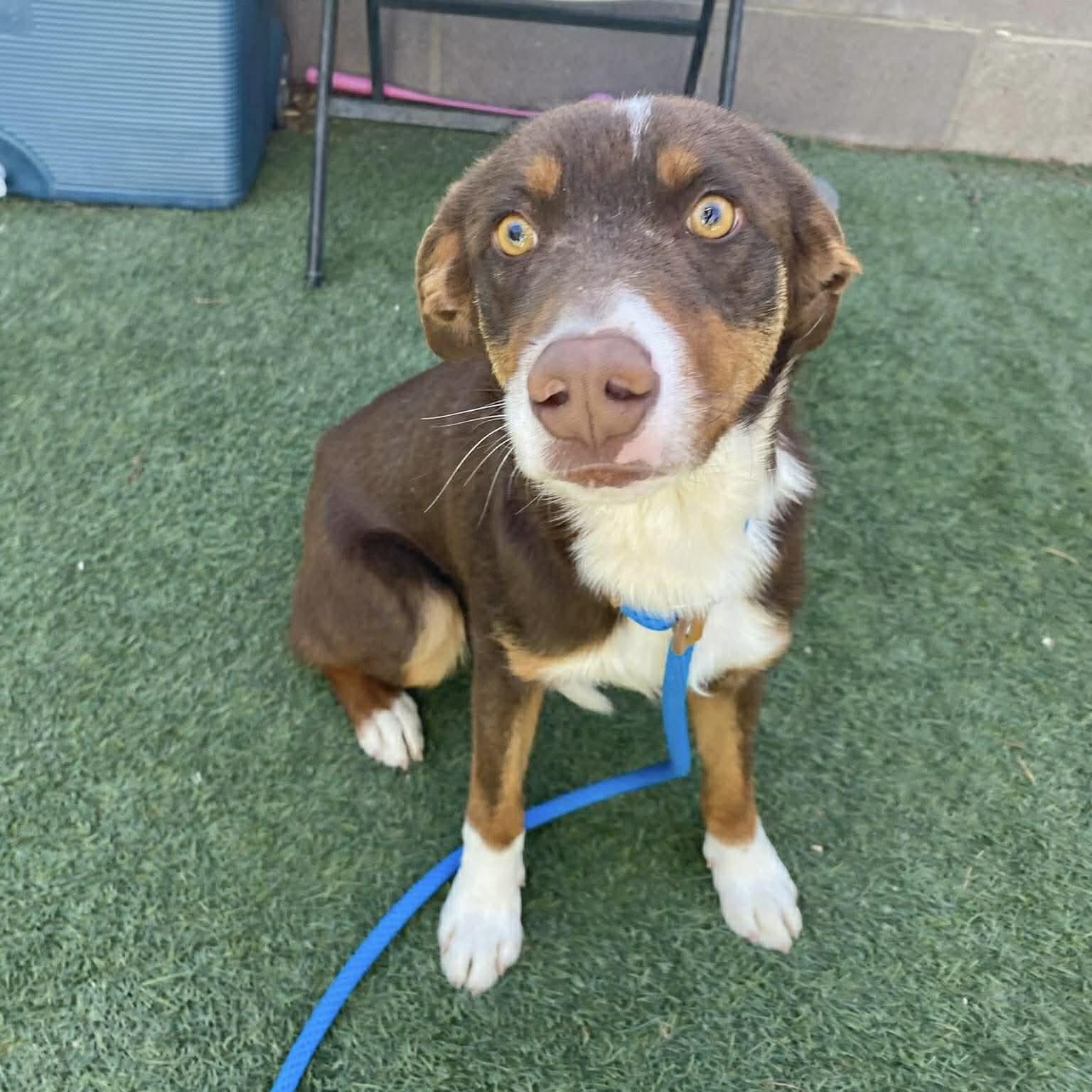Scout, a ADOPTABLE mixed breed in Boulder, CO image 3/5