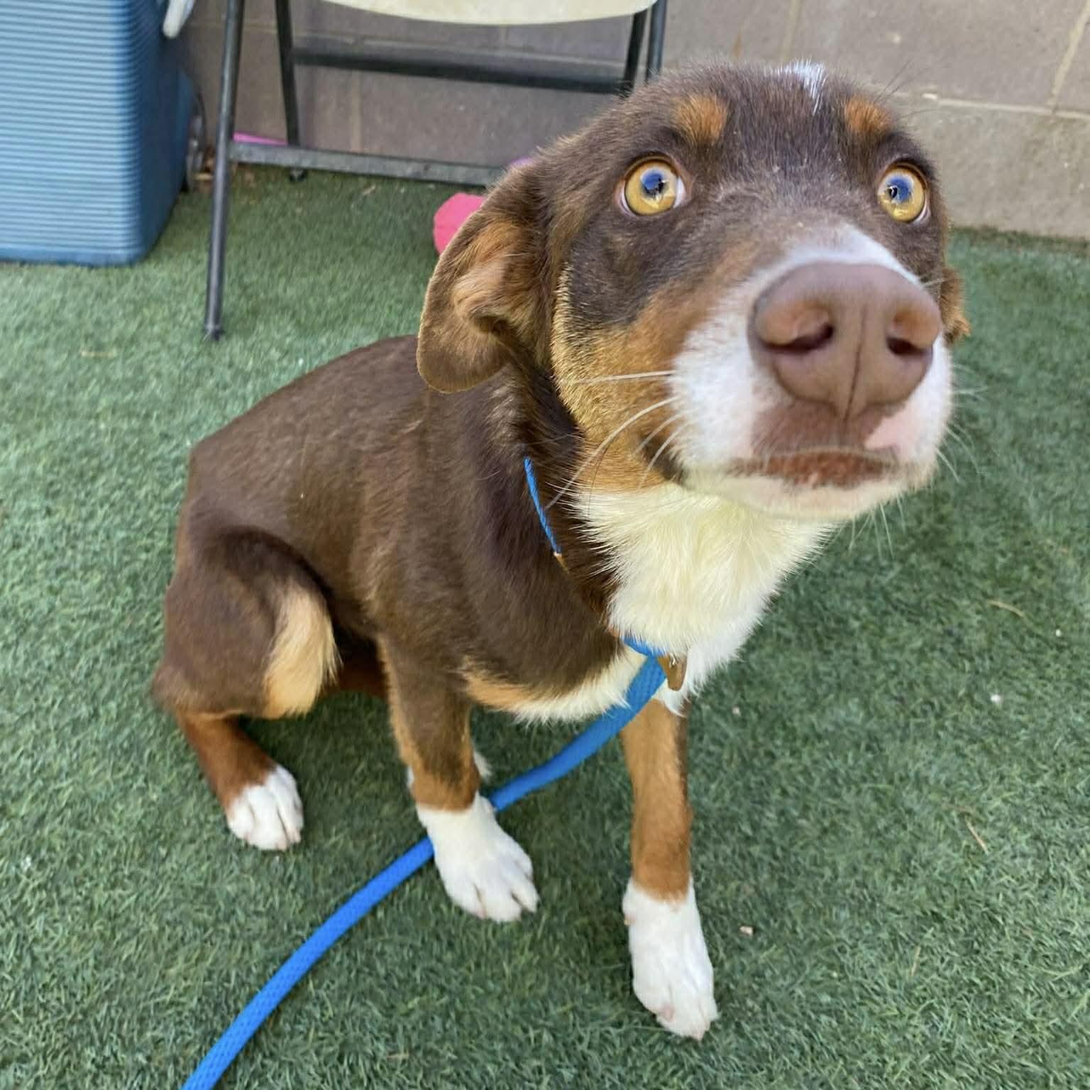 Scout, a ADOPTABLE mixed breed in Boulder, CO image 4/5
