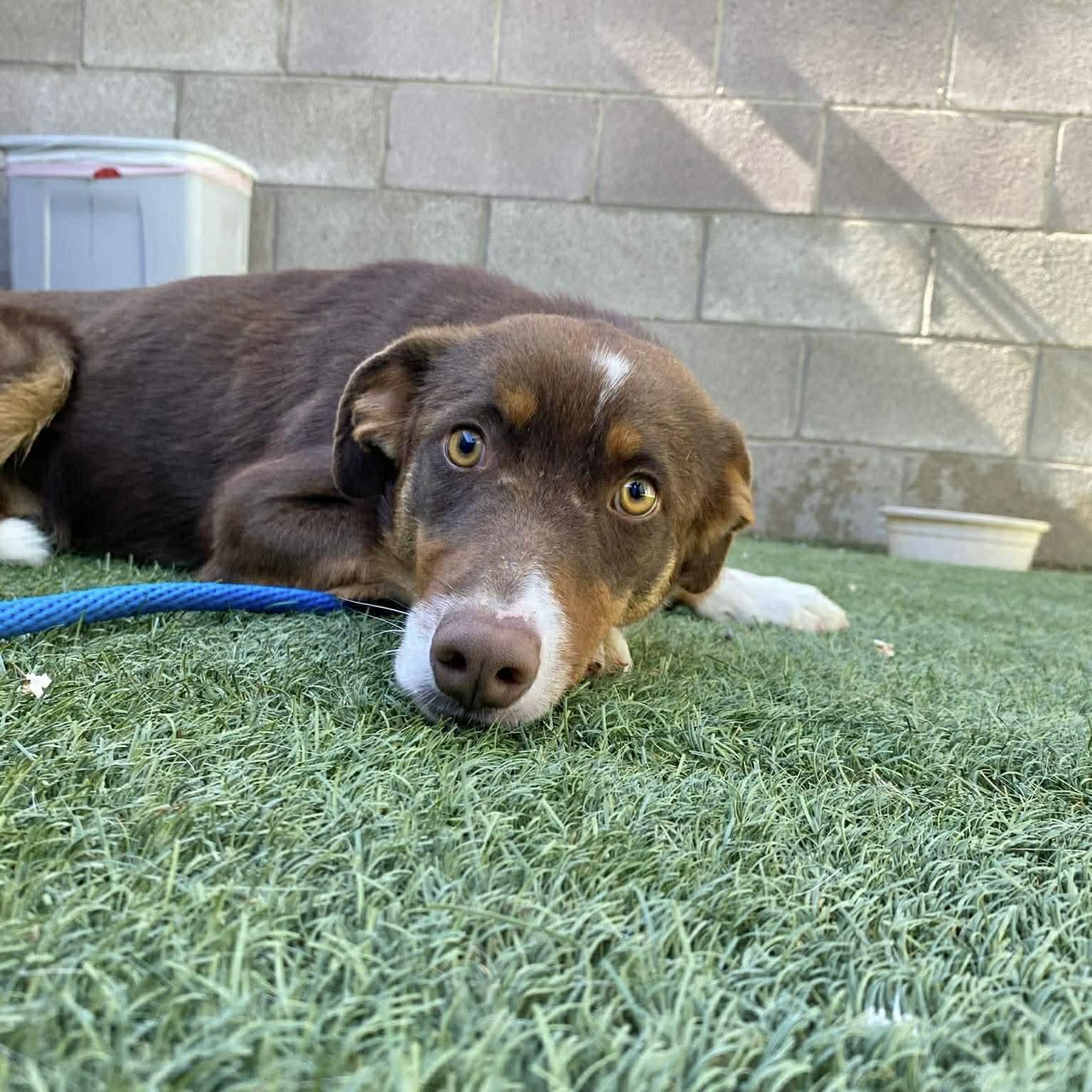 Scout, a ADOPTABLE mixed breed in Boulder, CO image 5/5