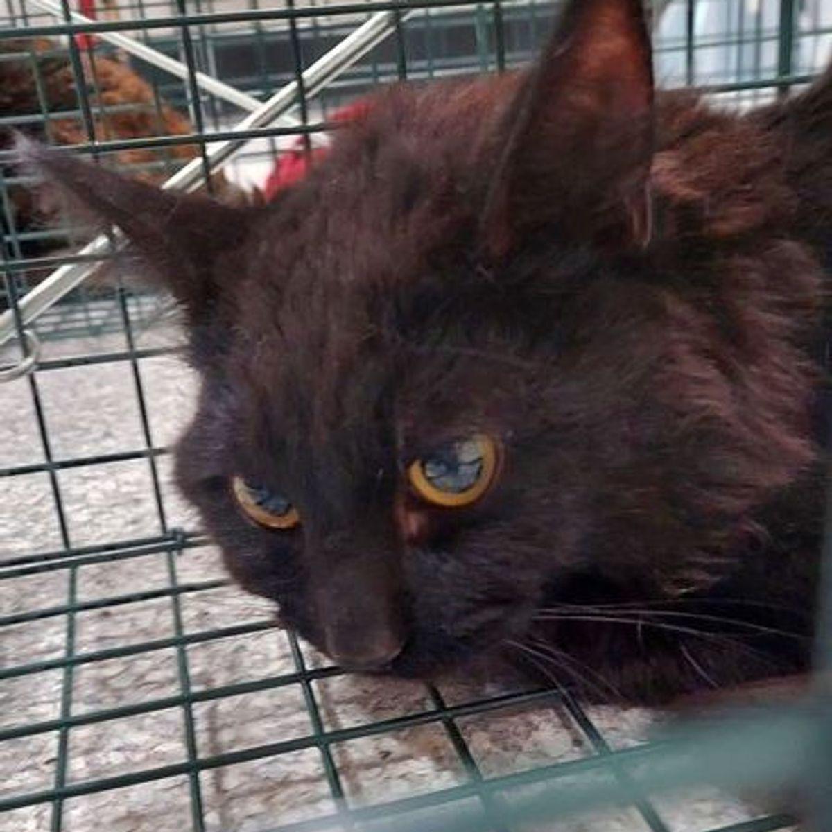 Noah, Adoptable, Adult Male Domestic Medium Hair.