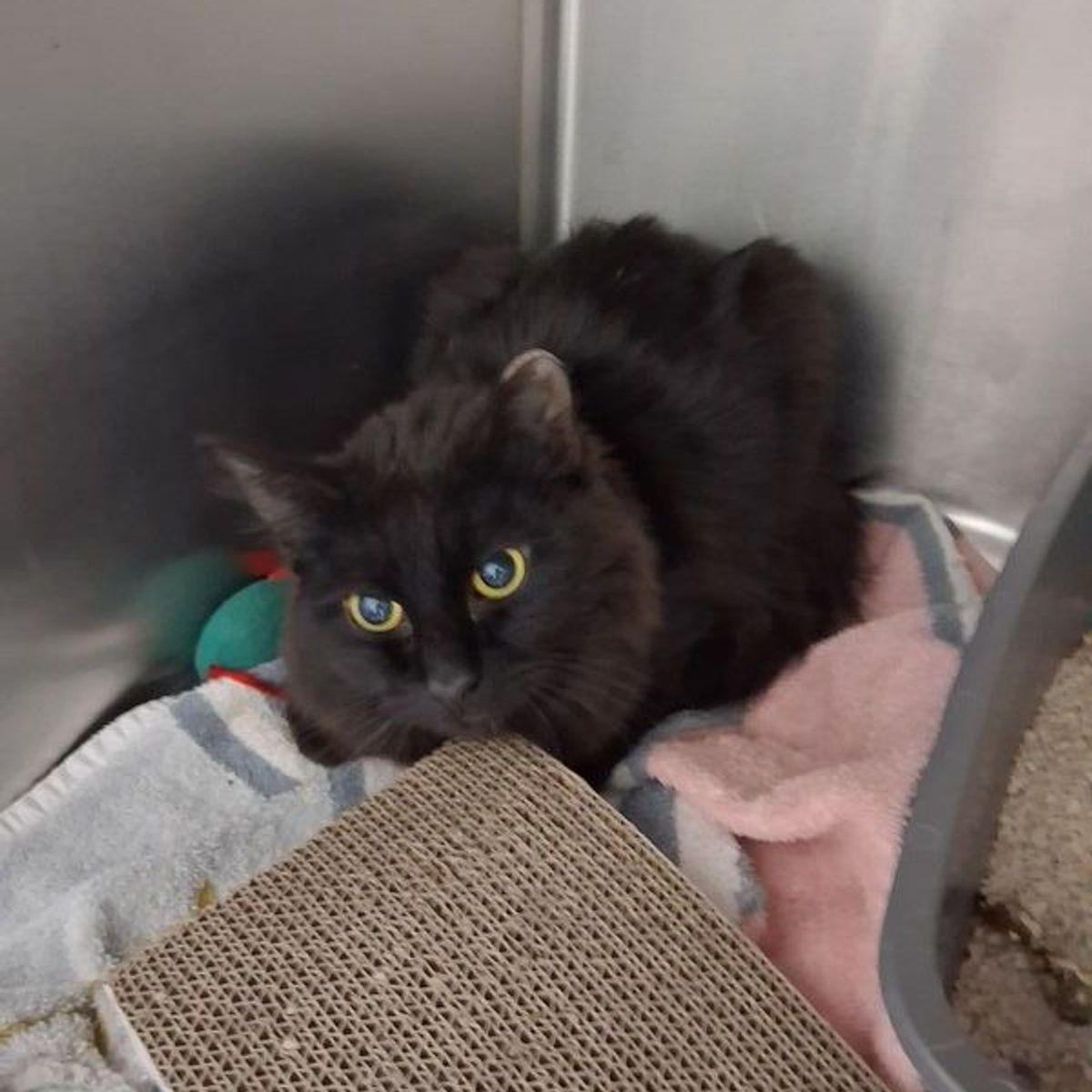 Enlarge Noah, a Adoptable Domestic Medium Hair in Lake Havasu City, AZ image 2/2