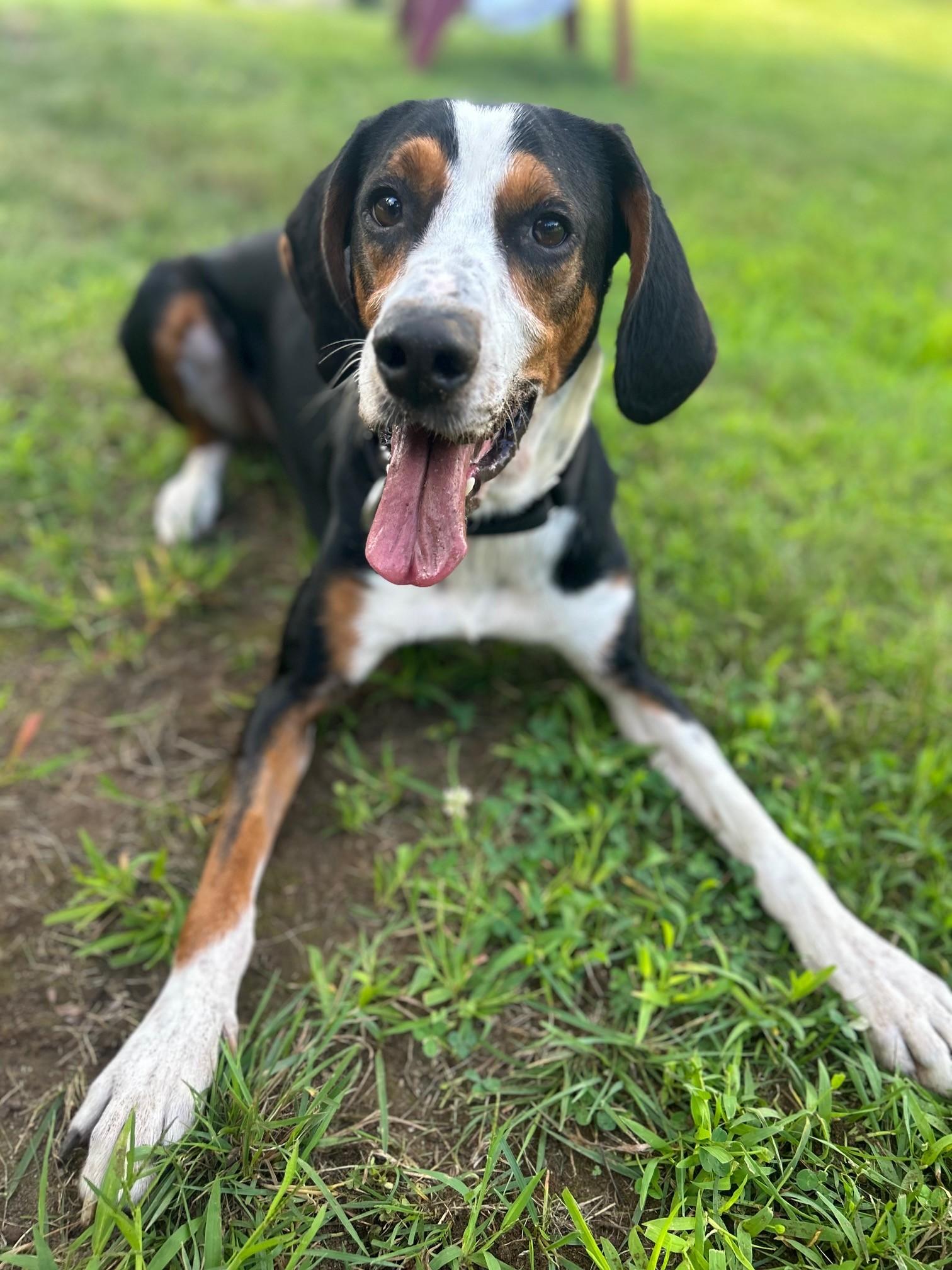Enlarge Henry, a Adoptable Hound in Lincoln, RI image 1/4