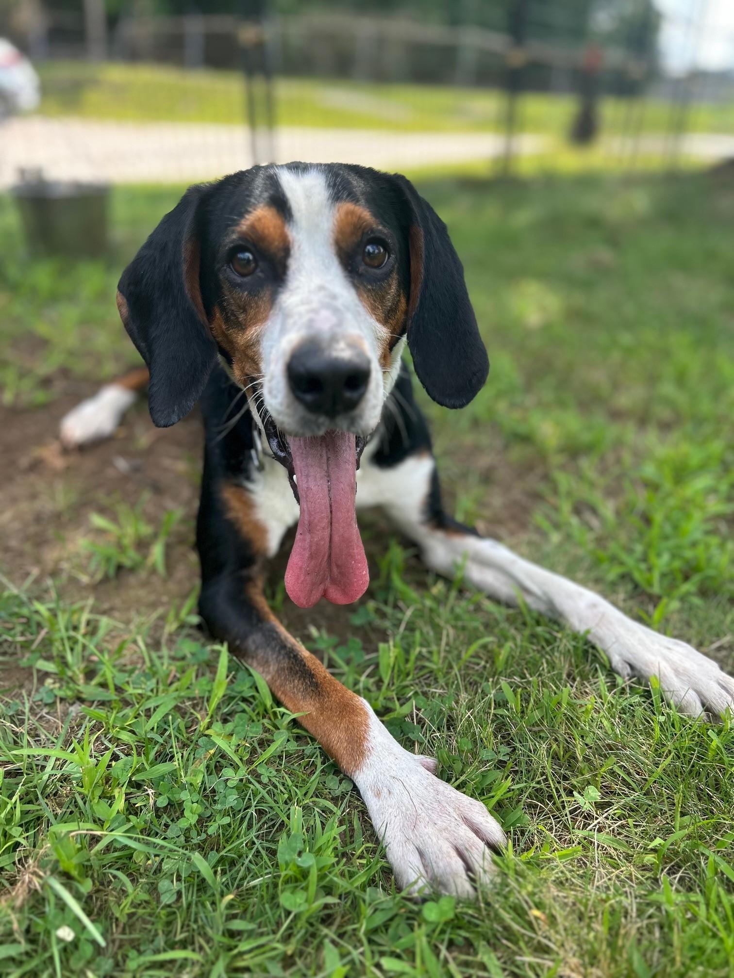 Enlarge Henry, a Adoptable Hound in Lincoln, RI image 2/4