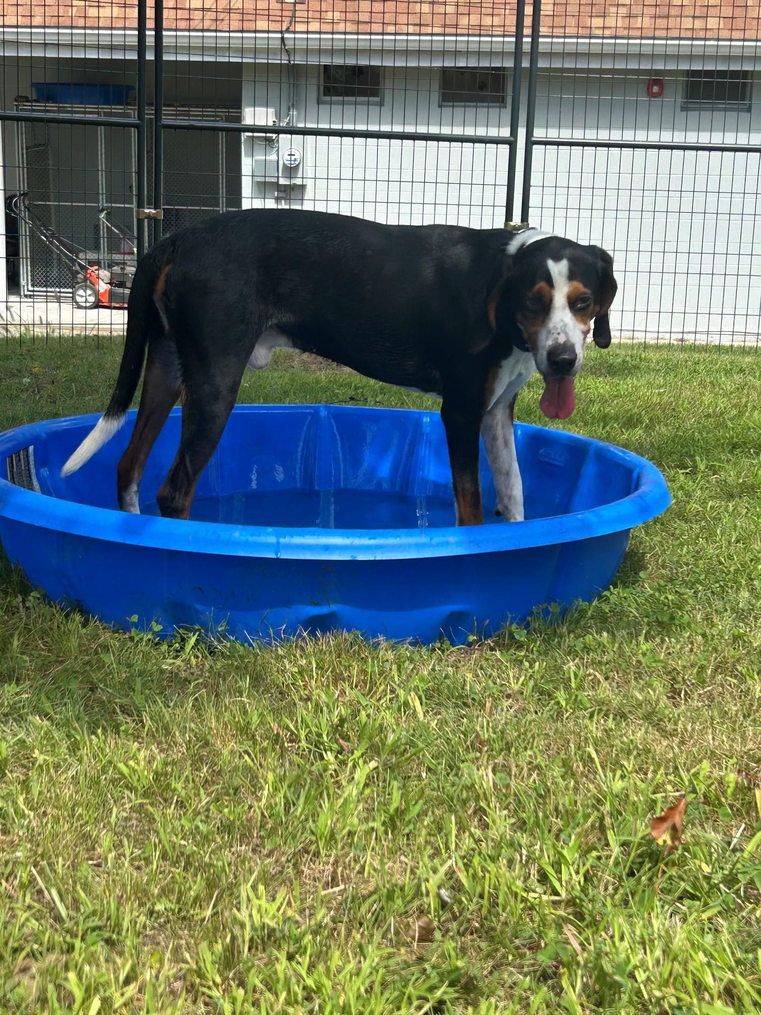Enlarge Henry, a Adoptable Hound in Lincoln, RI image 4/4