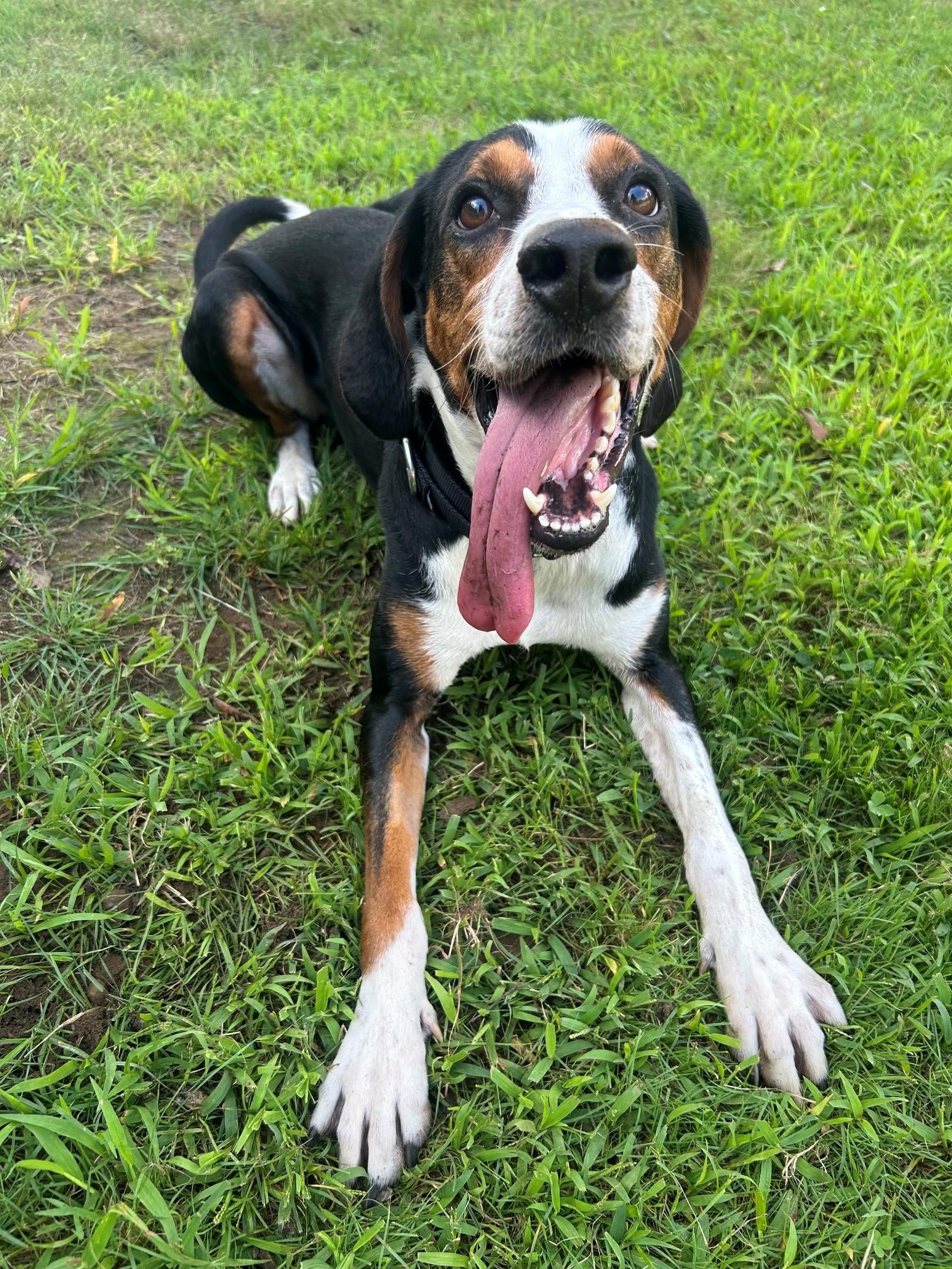 Enlarge Henry, a Adoptable Hound in Lincoln, RI image 3/4