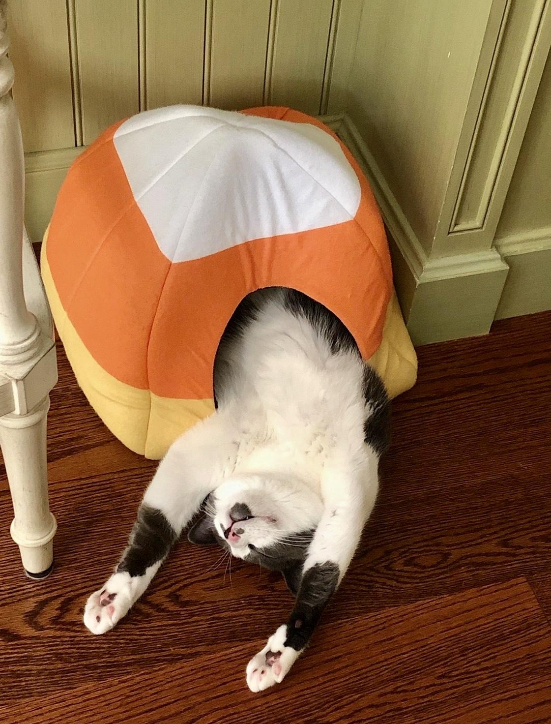 Asher, a ADOPTABLE Domestic Short Hair in Bethel, CT image 5/6