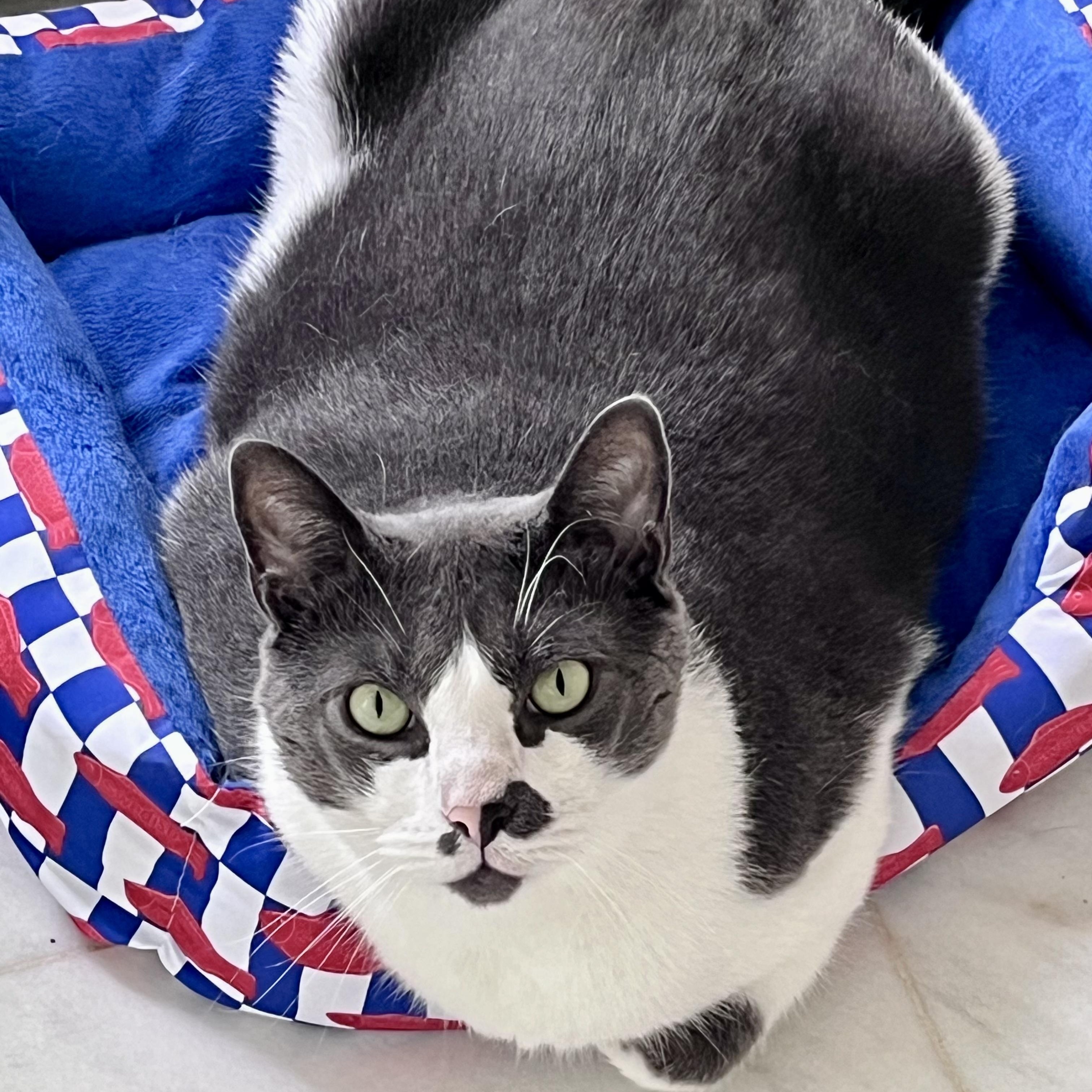Asher, a ADOPTABLE Domestic Short Hair in Bethel, CT image 1/6