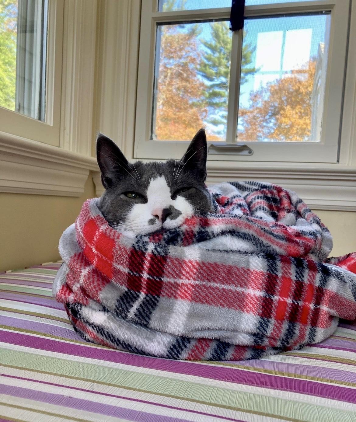 Asher, a ADOPTABLE Domestic Short Hair in Bethel, CT image 4/6