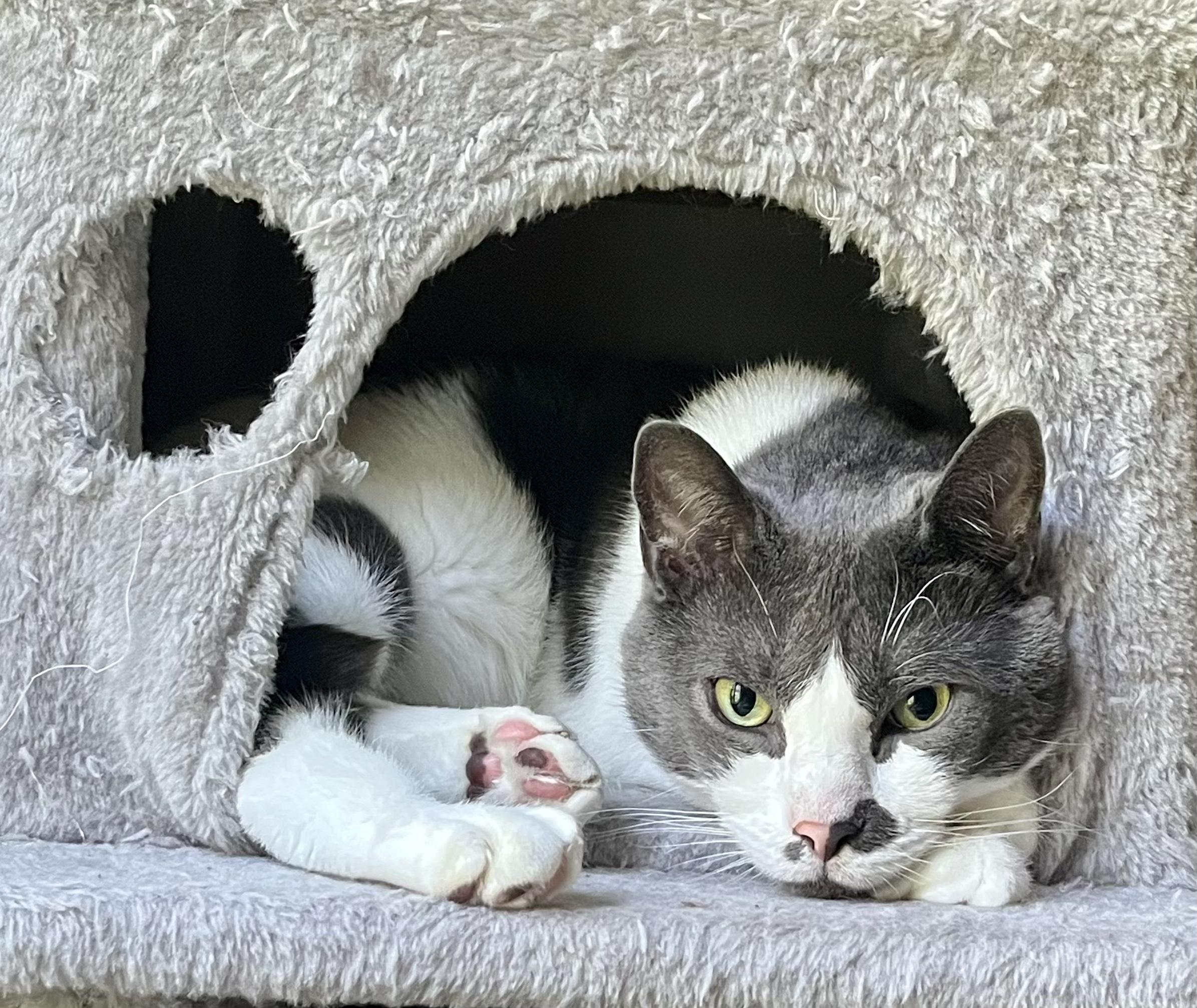 Asher, a ADOPTABLE Domestic Short Hair in Bethel, CT image 2/6