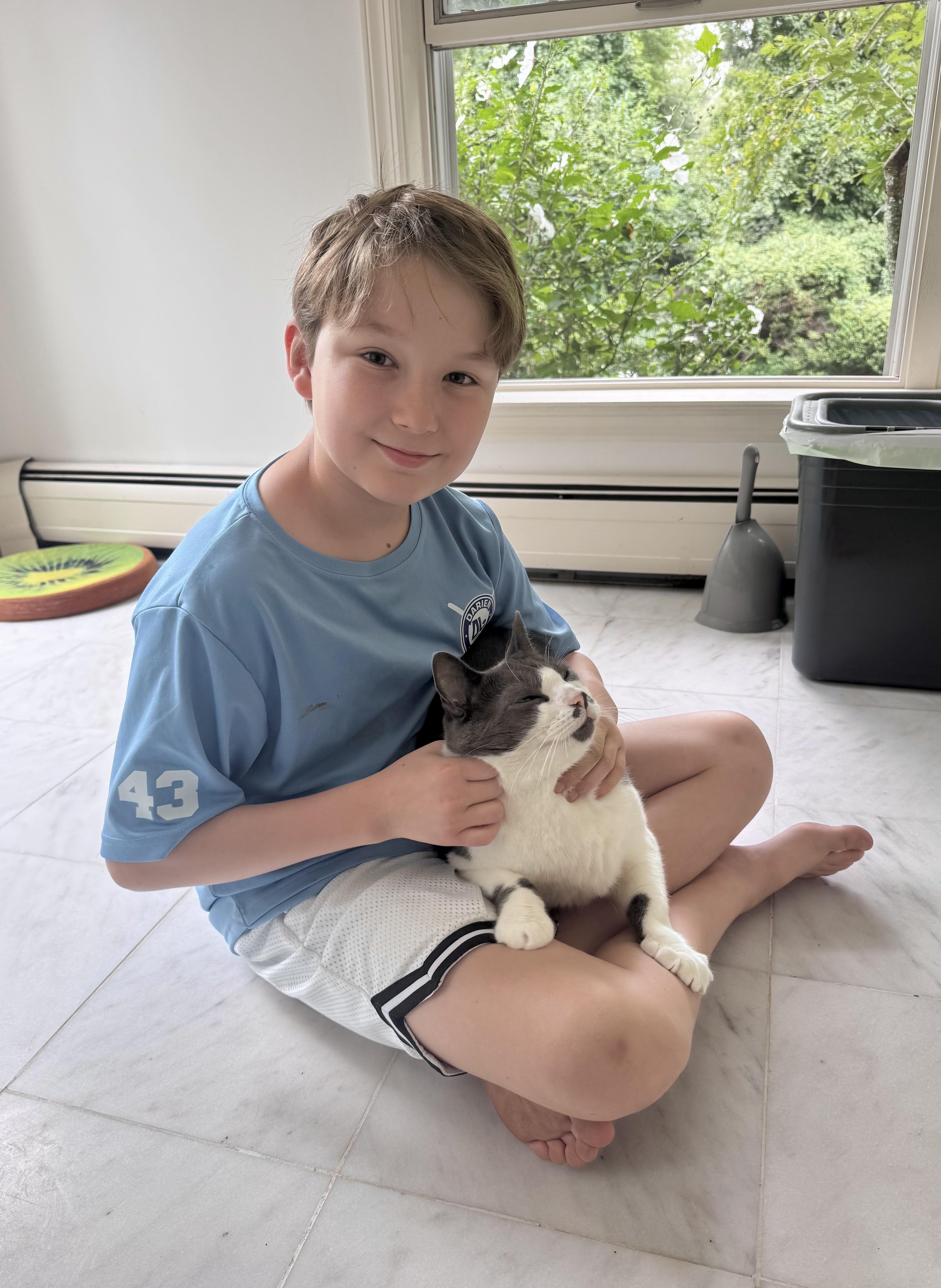 Asher, a ADOPTABLE Domestic Short Hair in Bethel, CT image 6/6