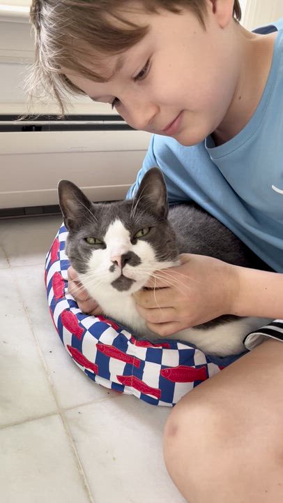 Enlarge Asher, a ADOPTABLE Domestic Short Hair in Bethel, CT video 3/6