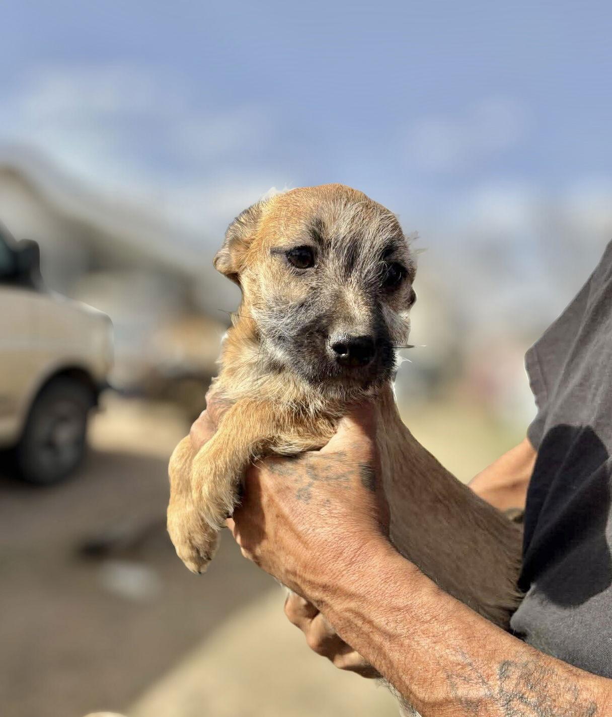 Rue, Adoptable, Young Female Rat Terrier & Chihuahua.