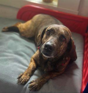 Isabella, Adoptable, Adult Female Hound.