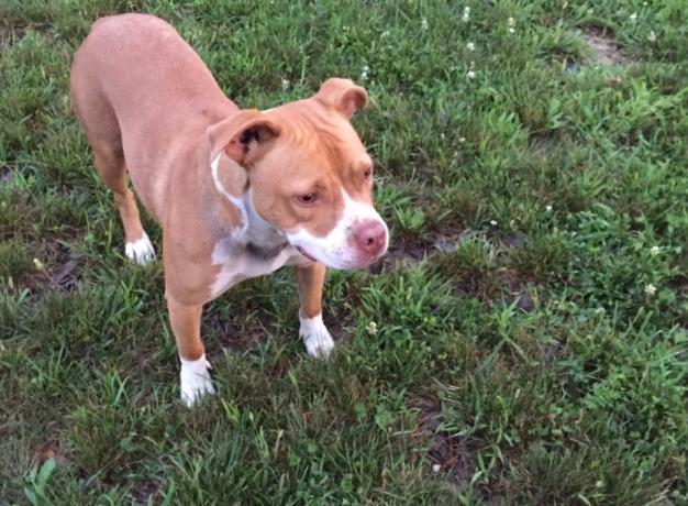 Honey, an adoptable Pit Bull Terrier, Boxer in Union City, IN, 47390 | Photo Image 2